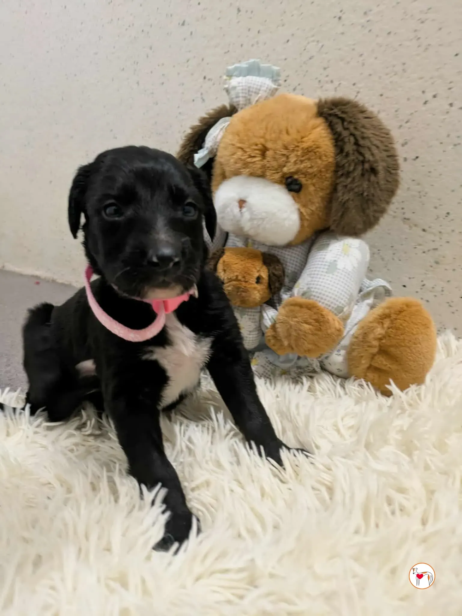 camilla grey cucciolo adozione 12