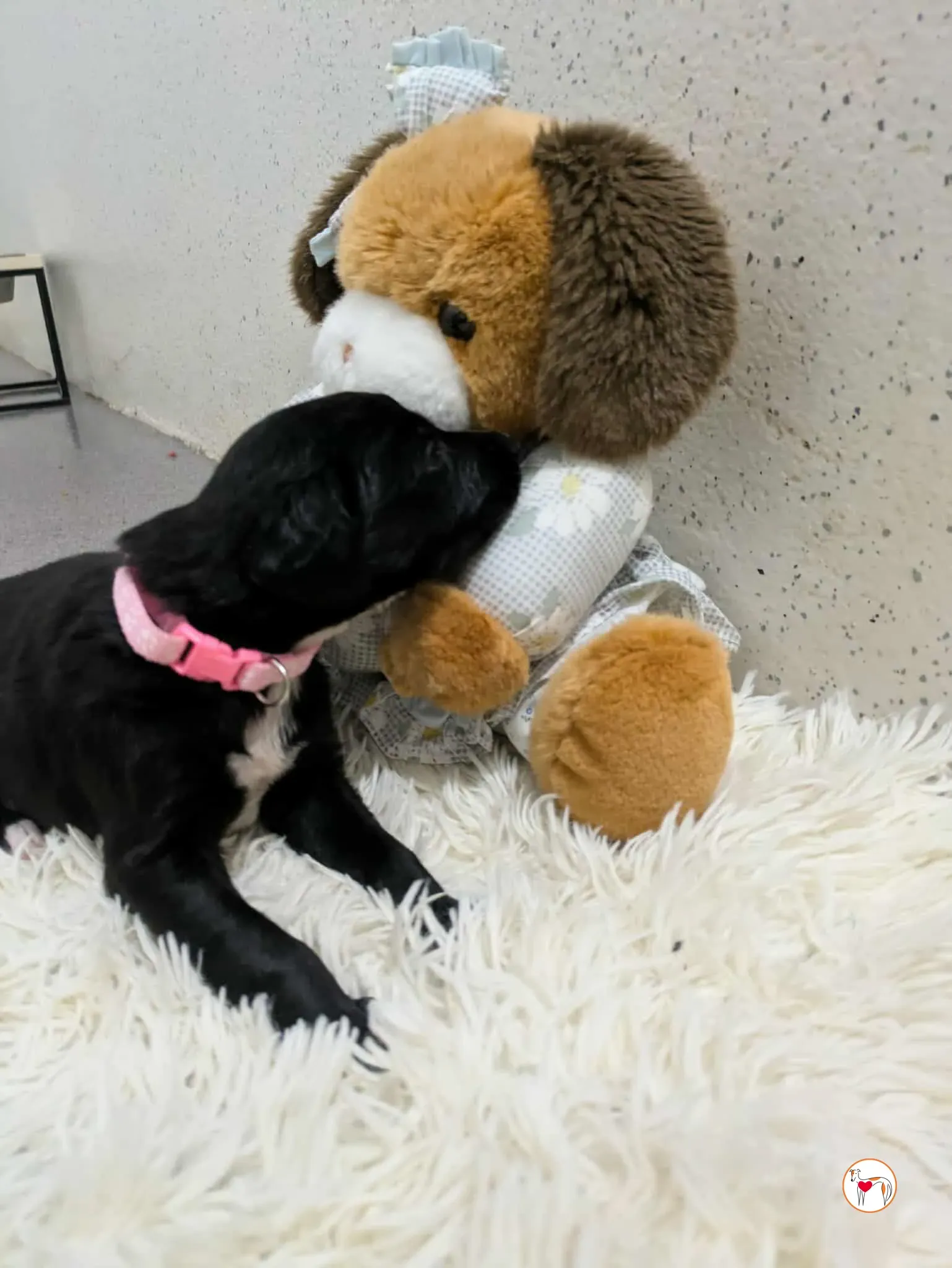 camilla grey cucciolo adozione 13