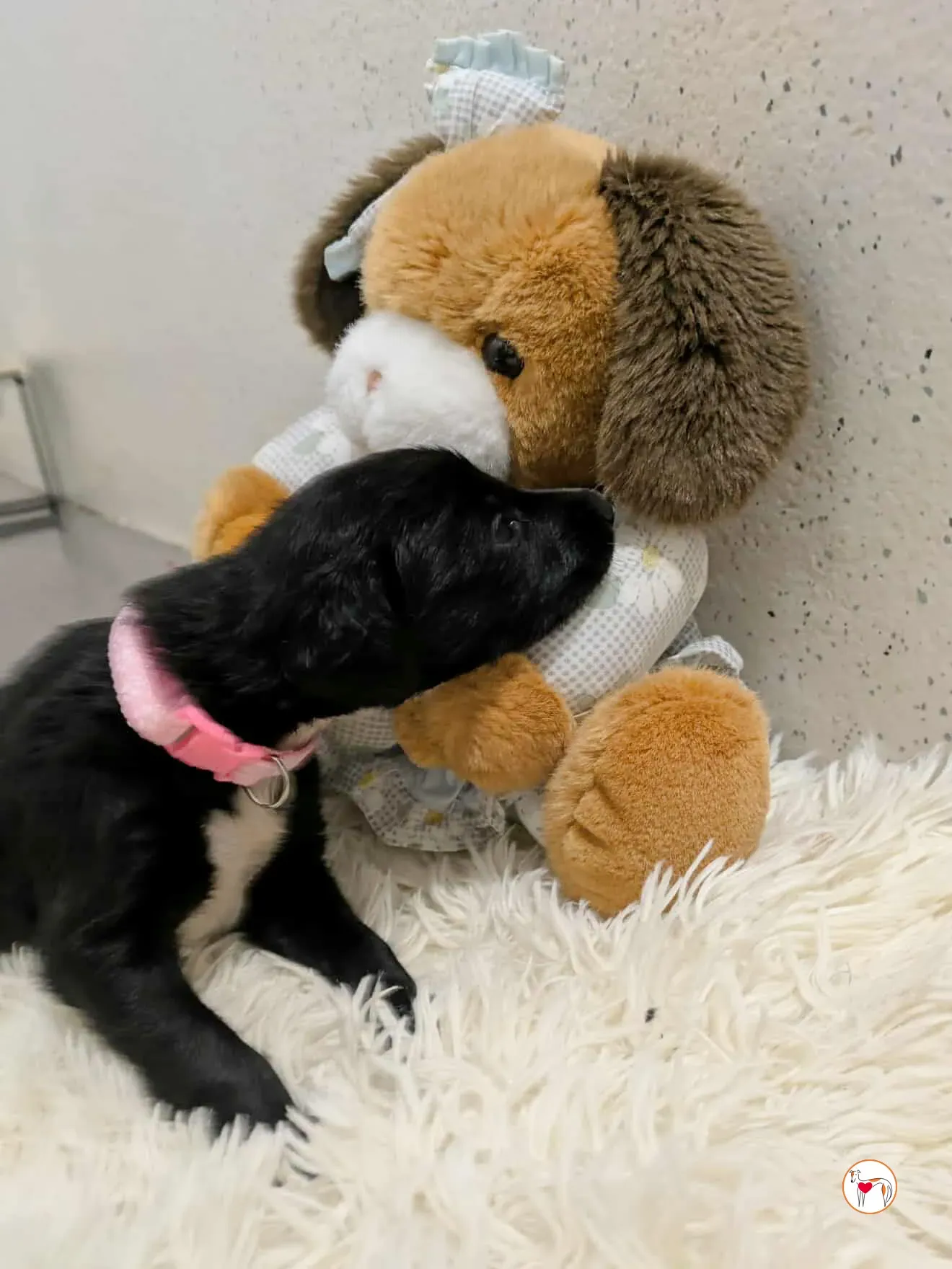 camilla grey cucciolo adozione 14