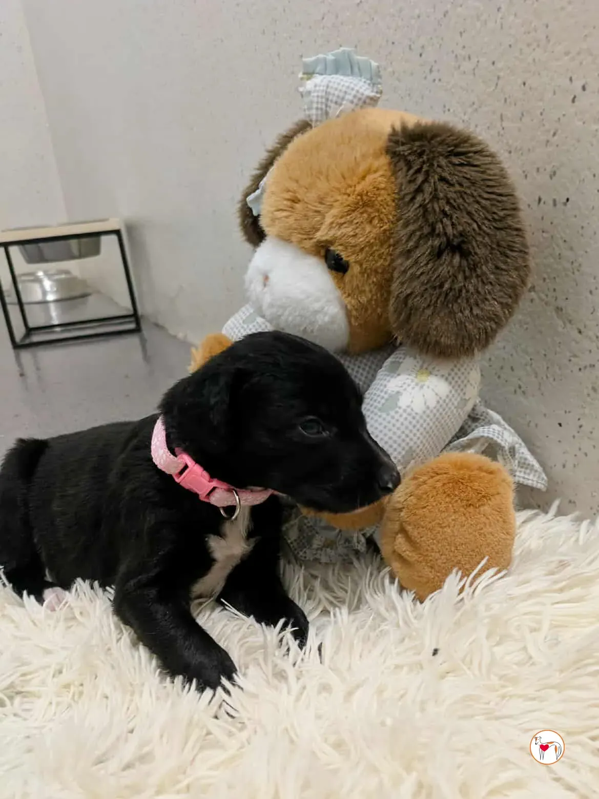 camilla grey cucciolo adozione 15