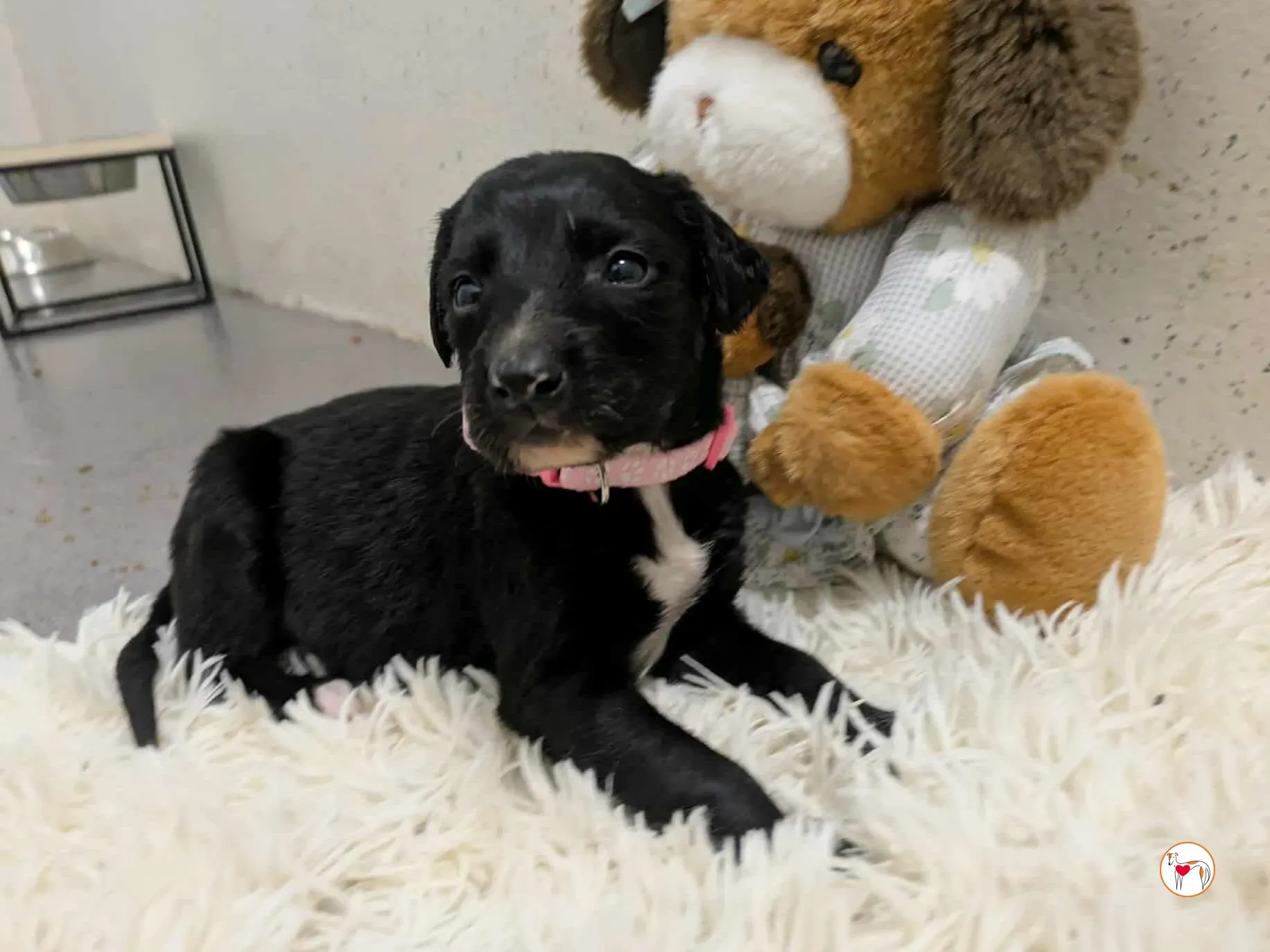 camilla grey cucciolo adozione 16