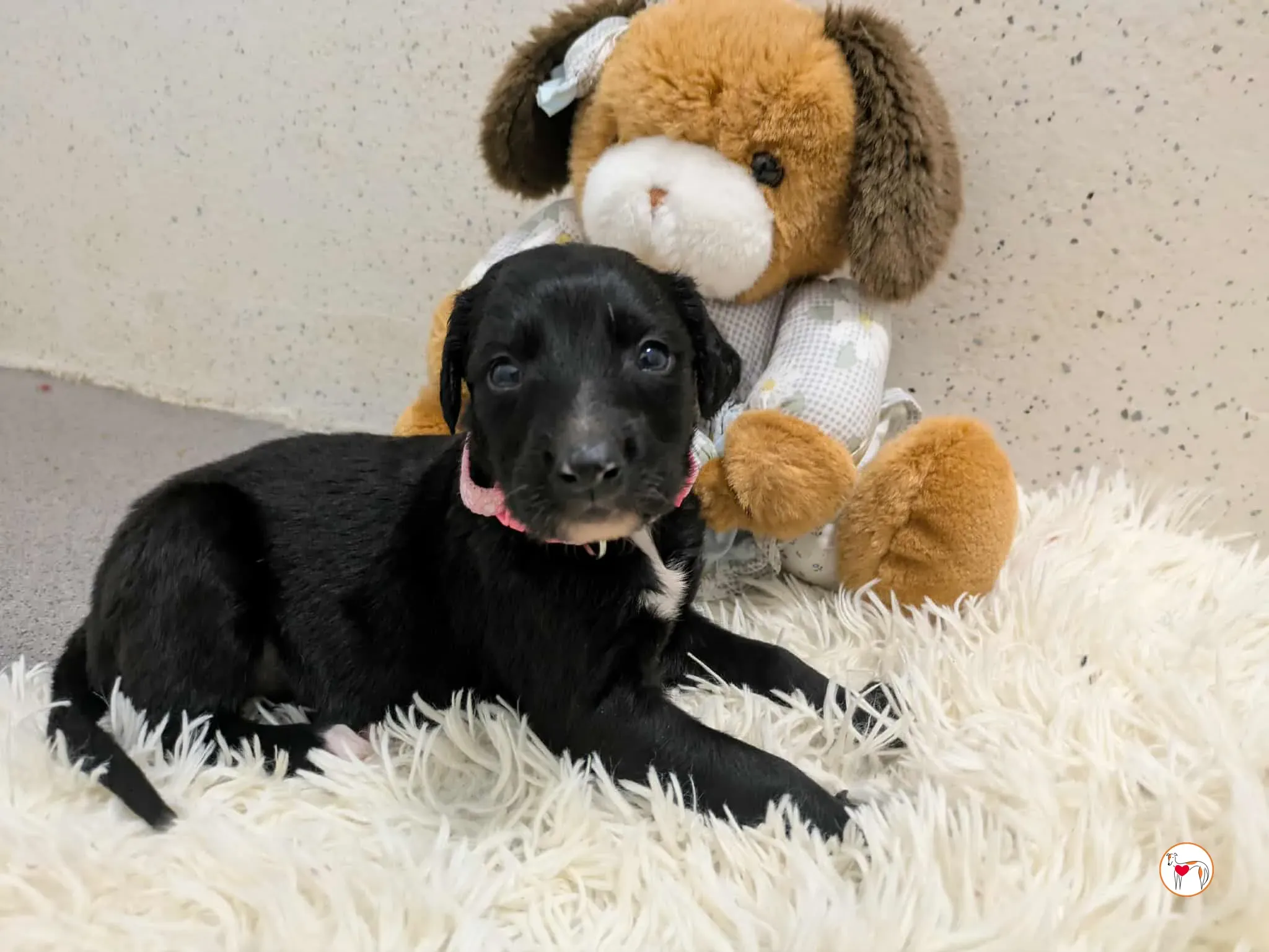 camilla grey cucciolo adozione 17