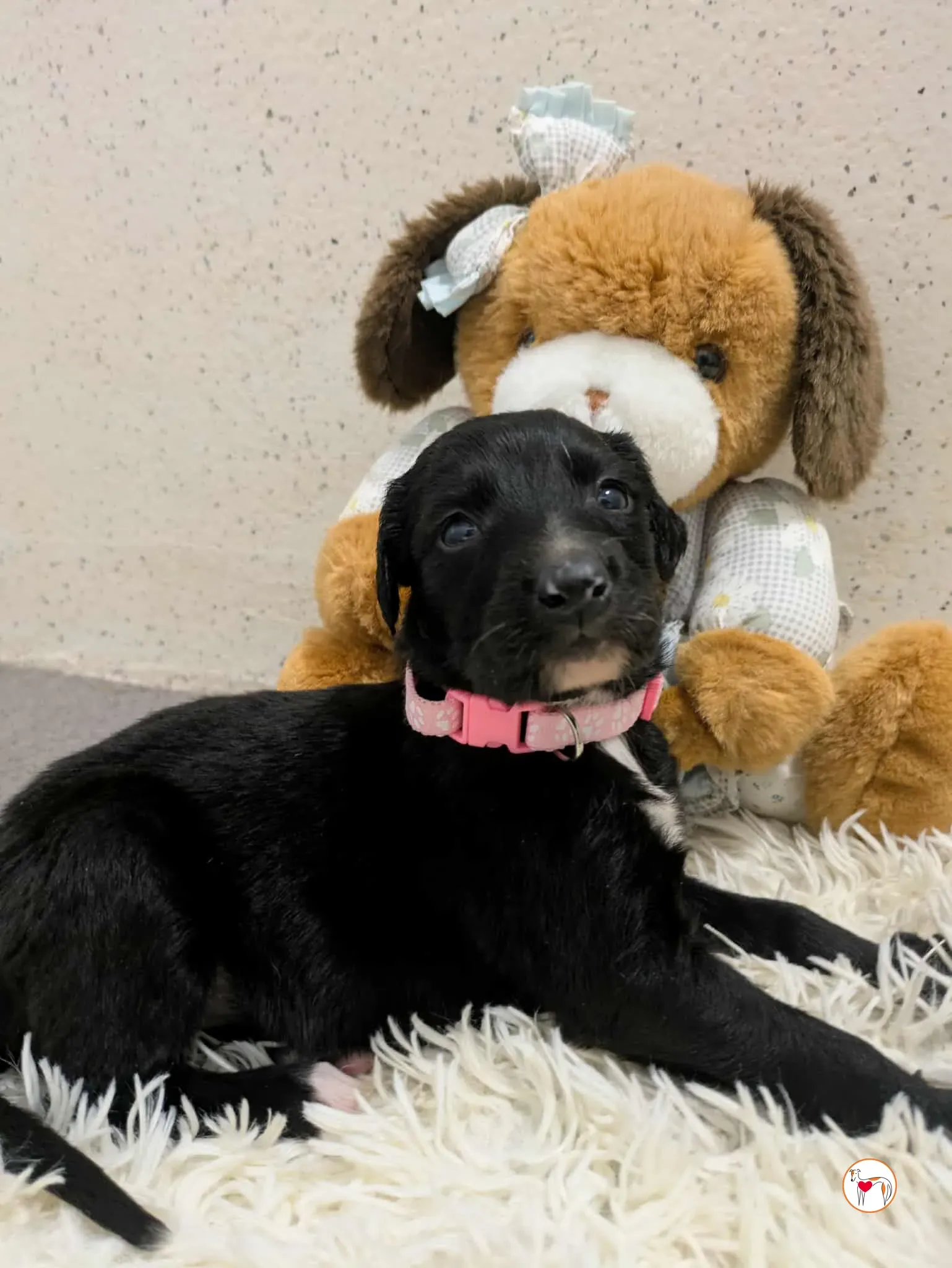 camilla grey cucciolo adozione 18