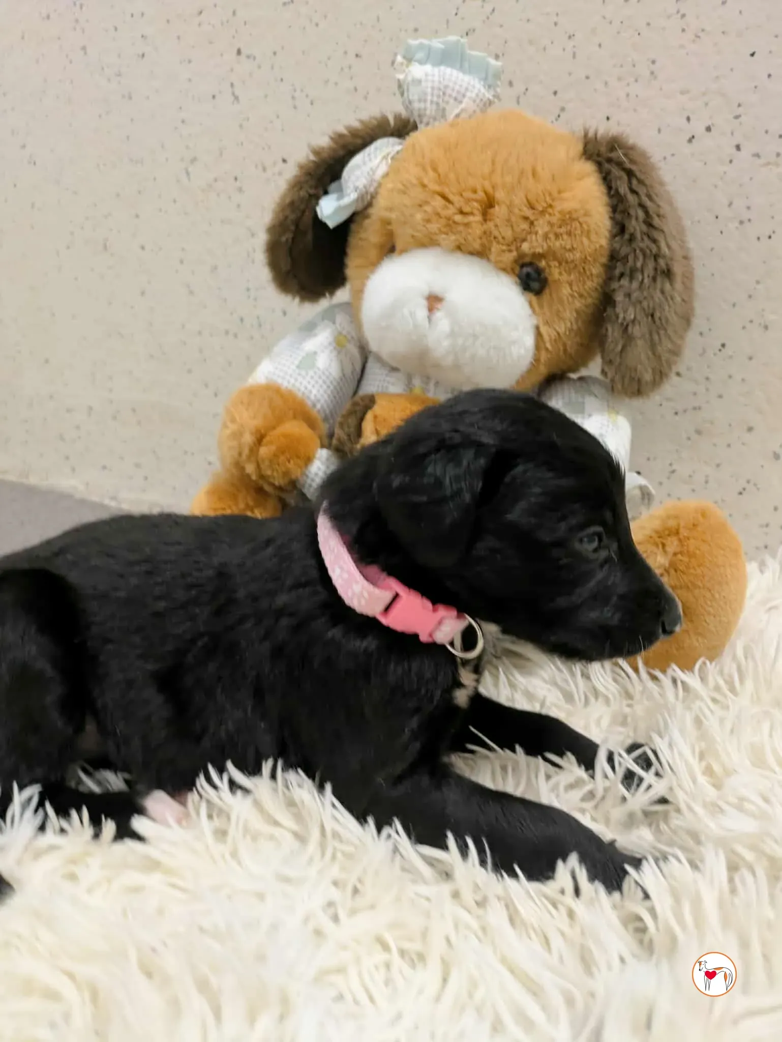 camilla grey cucciolo adozione 19