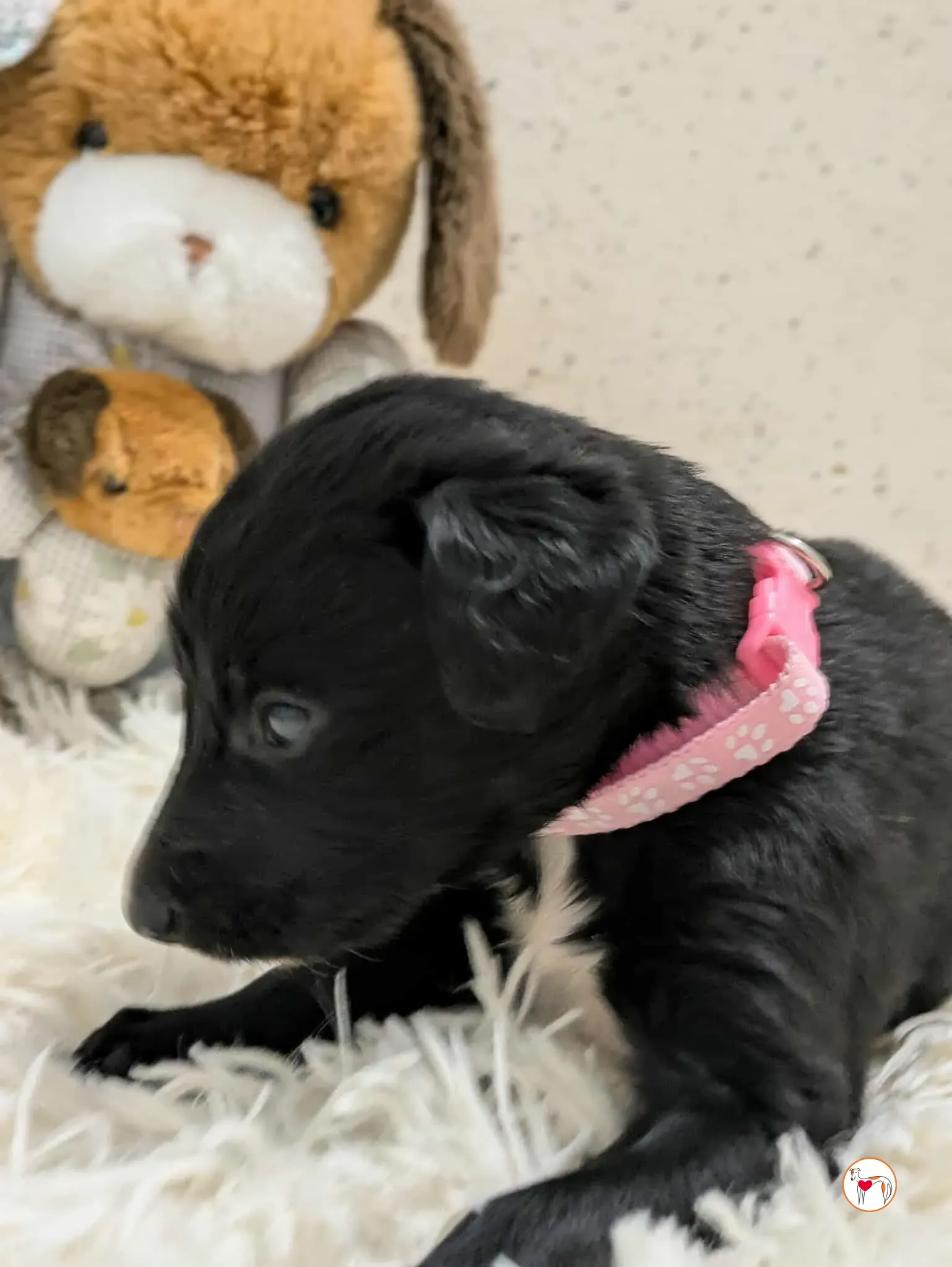 camilla grey cucciolo adozione 2