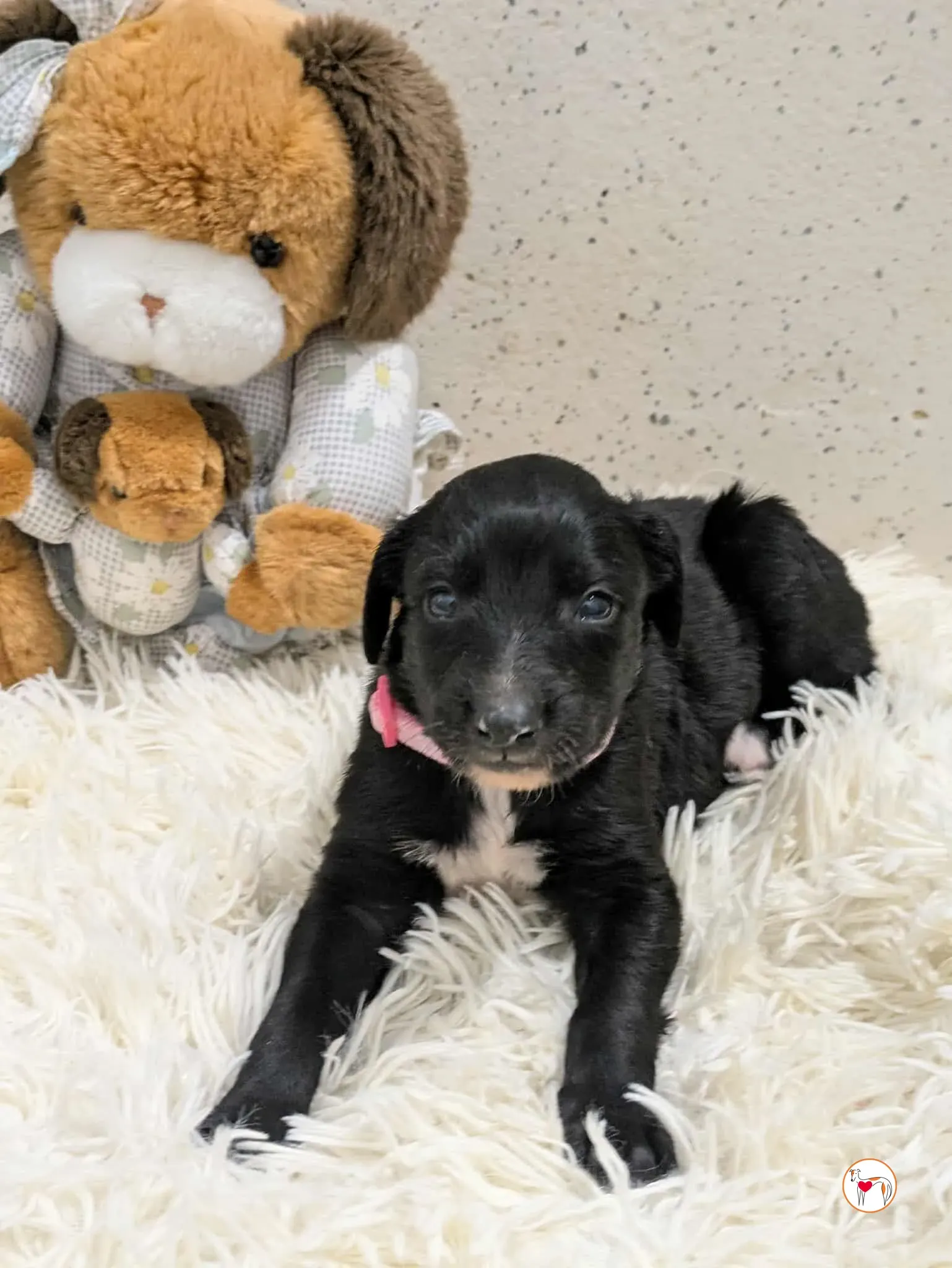 camilla grey cucciolo adozione 3