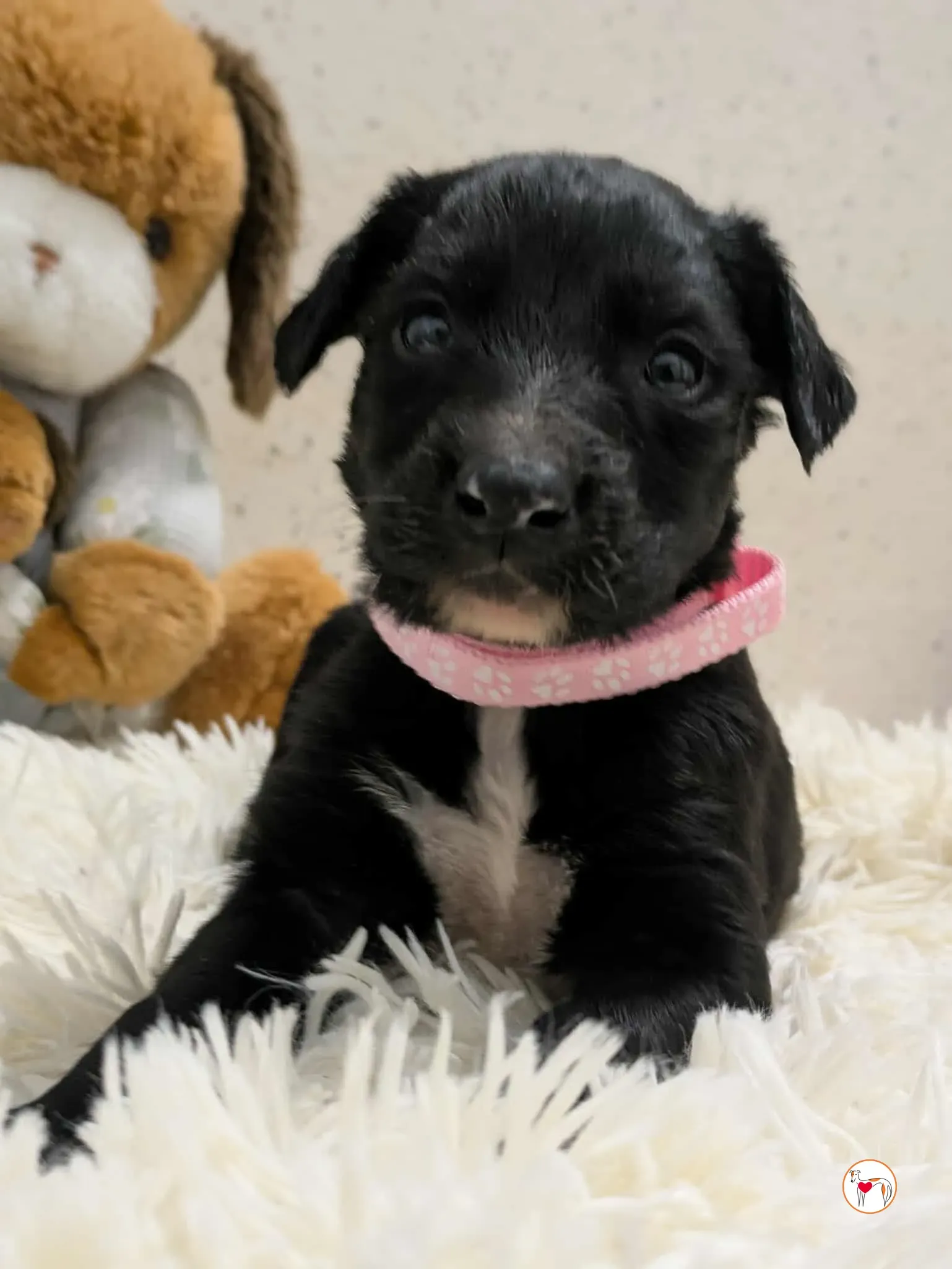 camilla grey cucciolo adozione 4