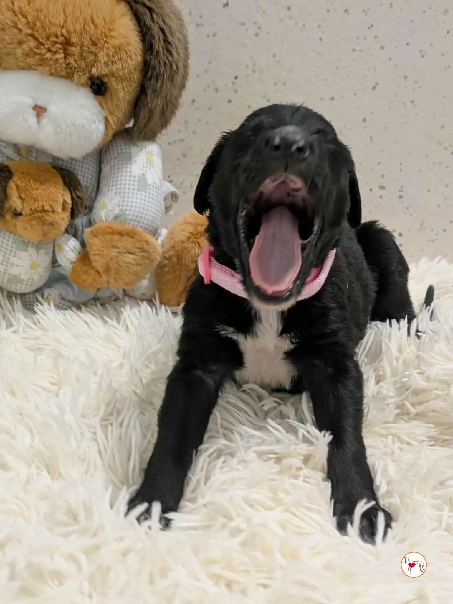 camilla grey cucciolo adozione 5