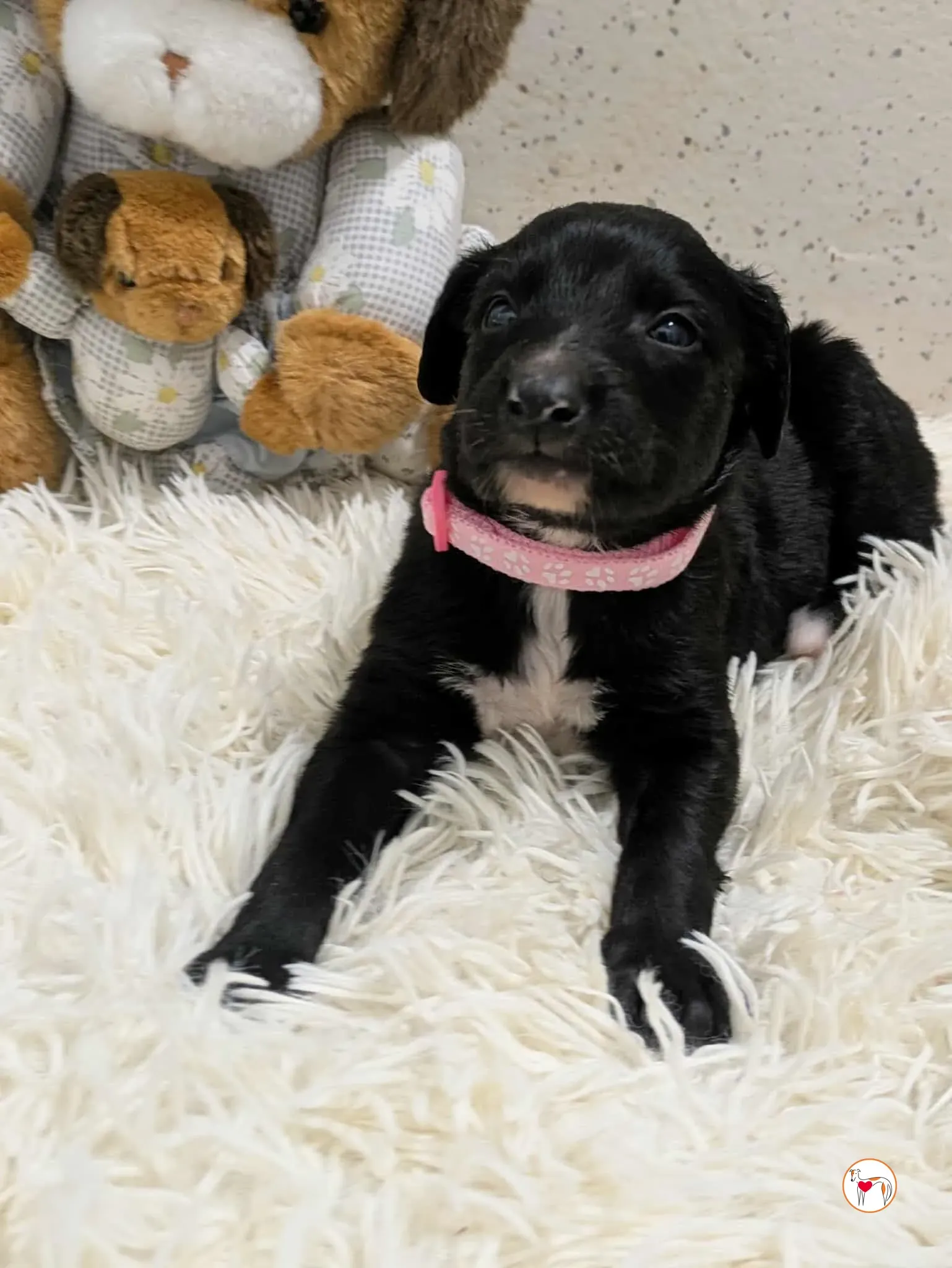 camilla grey cucciolo adozione 6