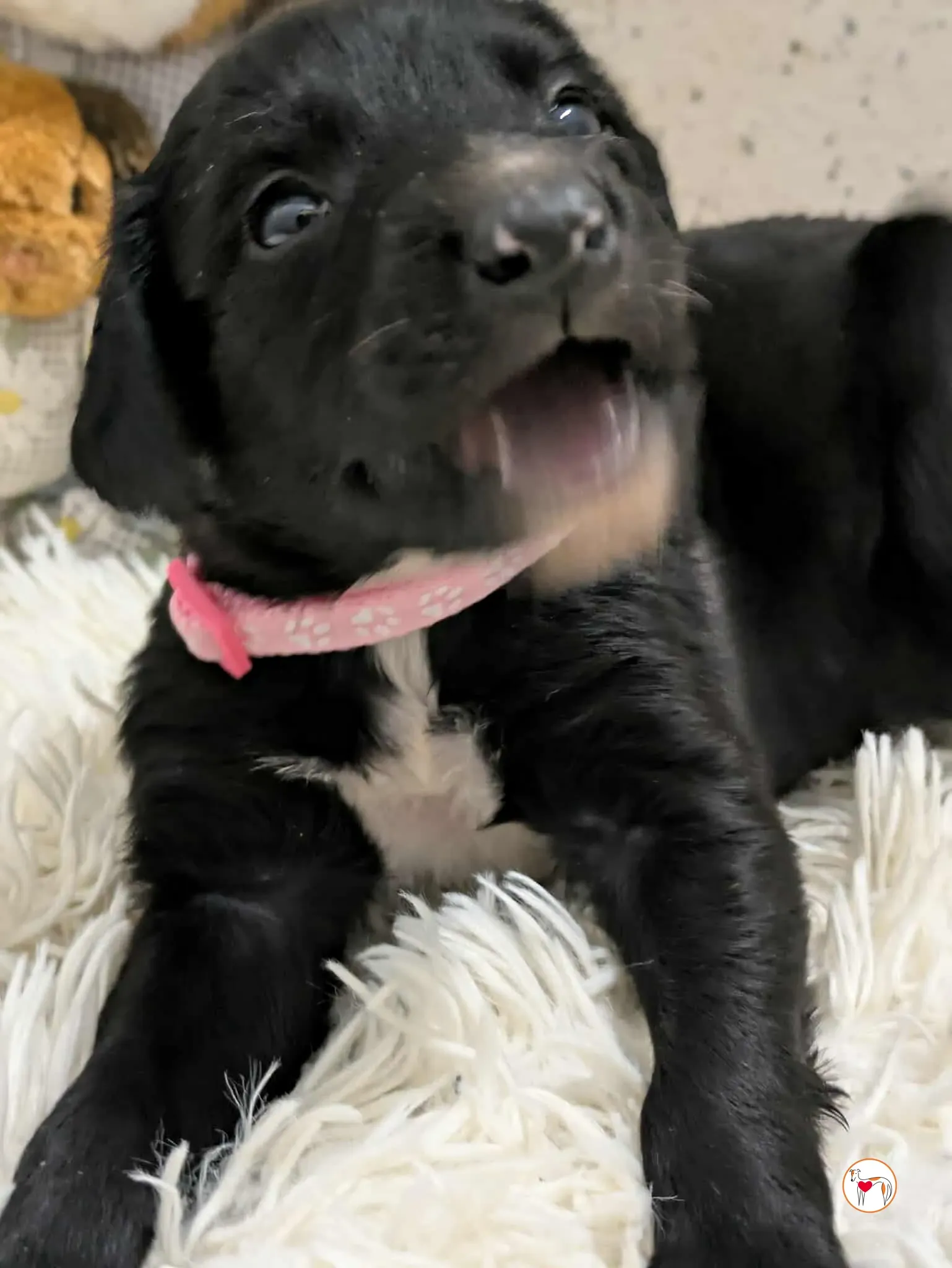 camilla grey cucciolo adozione 7