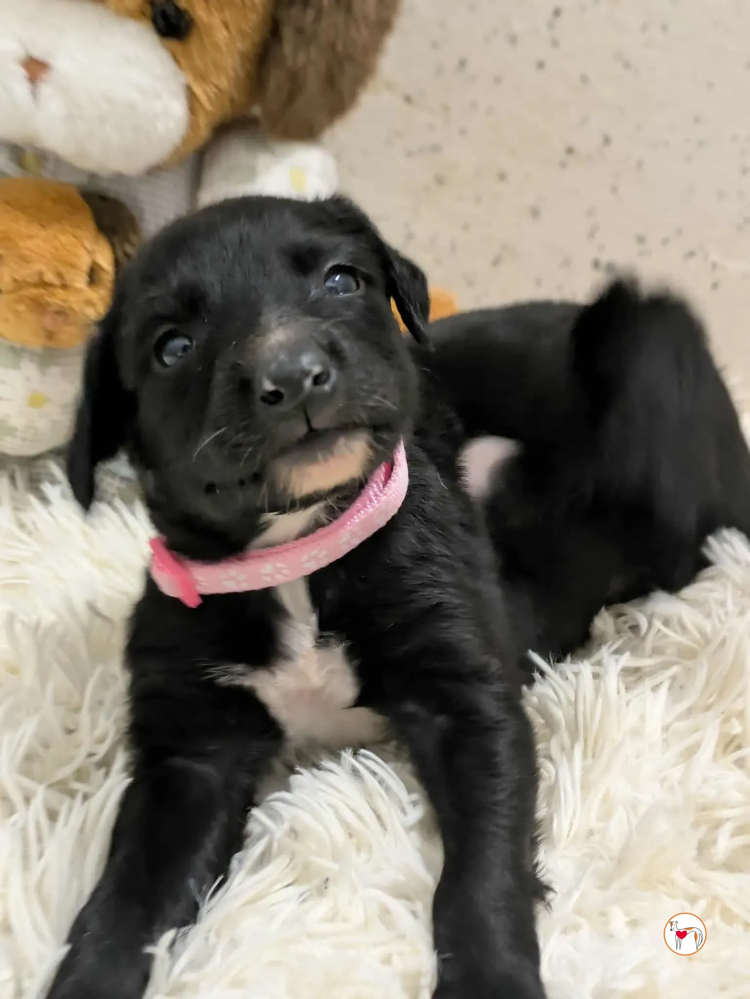 camilla grey cucciolo adozione 8