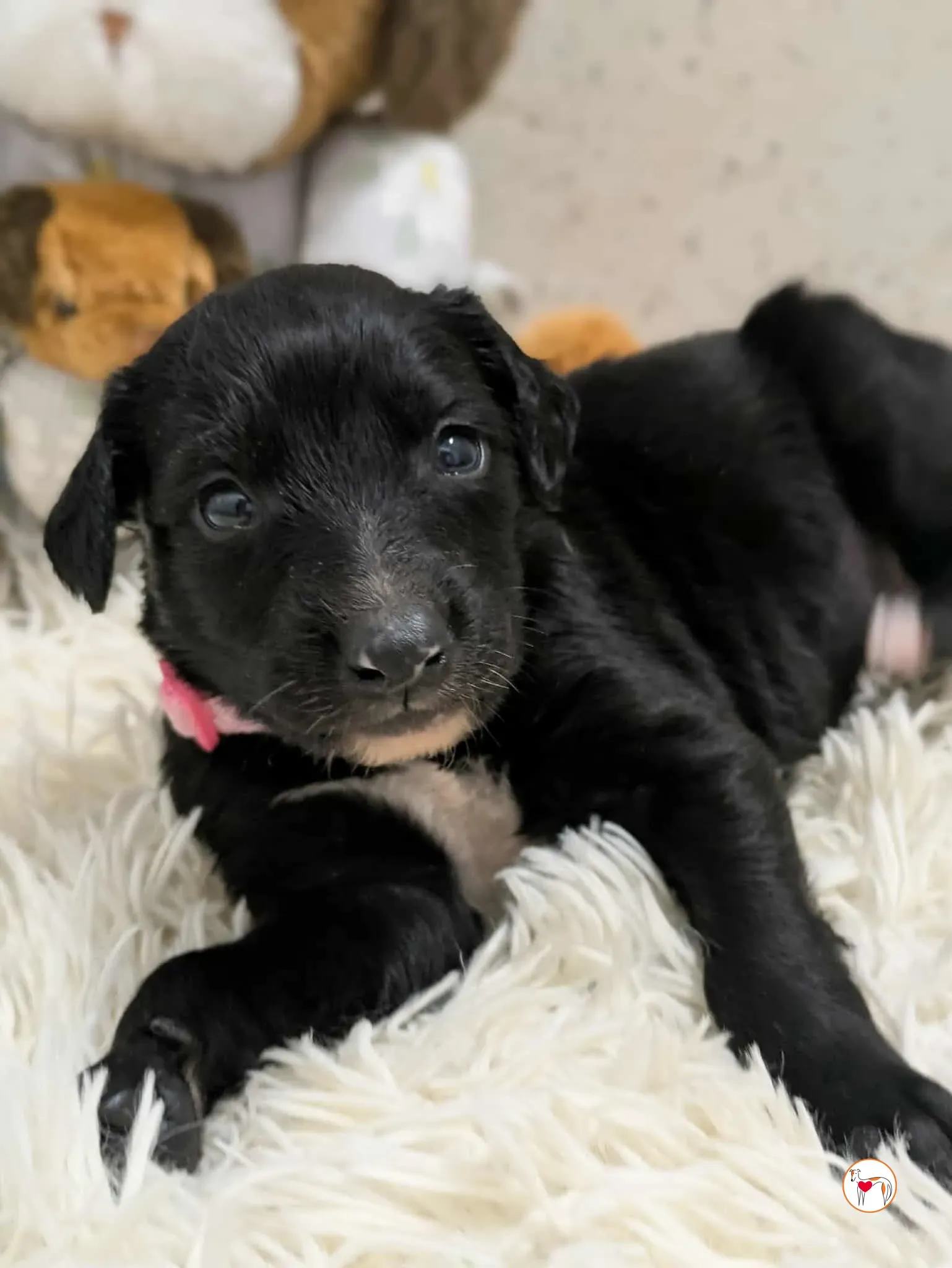 camilla grey cucciolo adozione 9