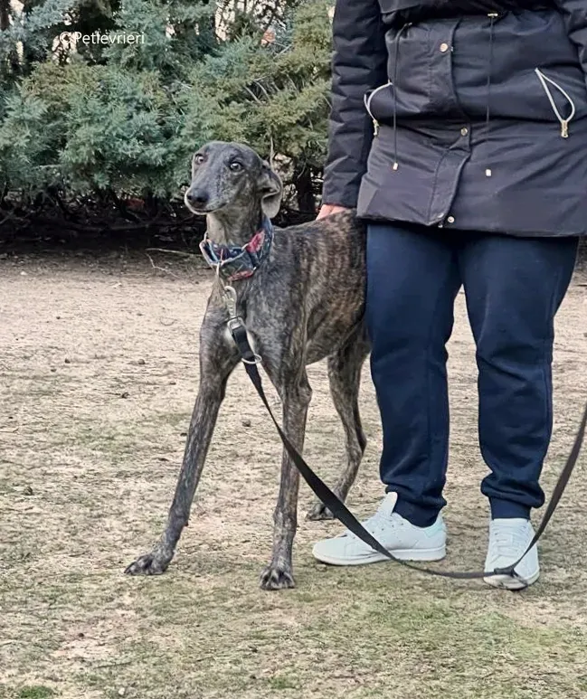 camino adozione pet levrieri galgo 1 2