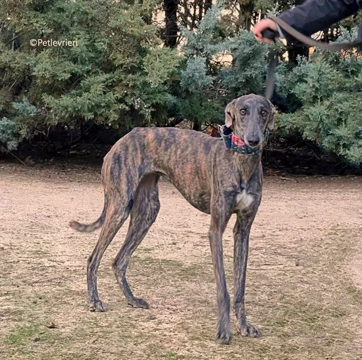camino adozione pet levrieri galgo 2 2