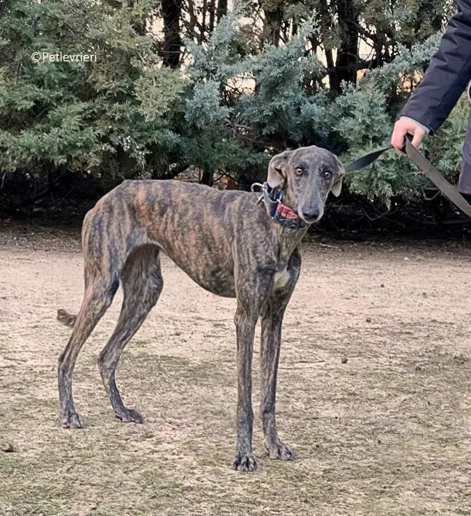 camino adozione pet levrieri galgo 3 2
