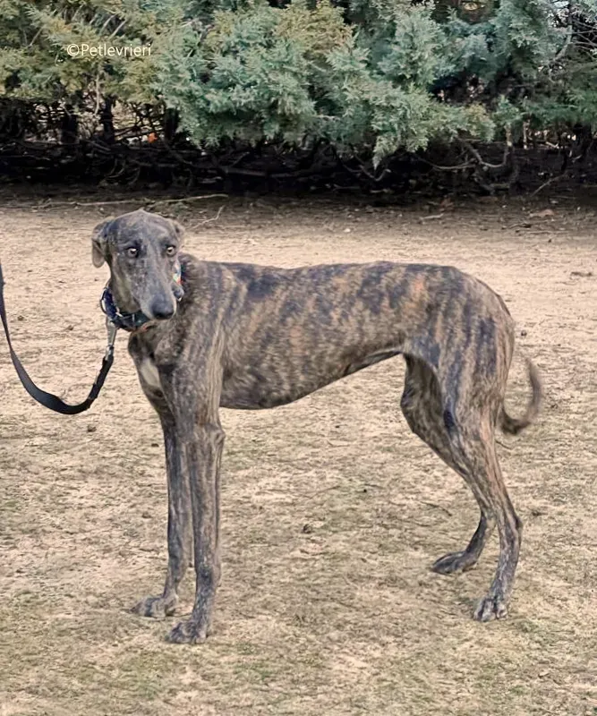 camino adozione pet levrieri galgo 4 2