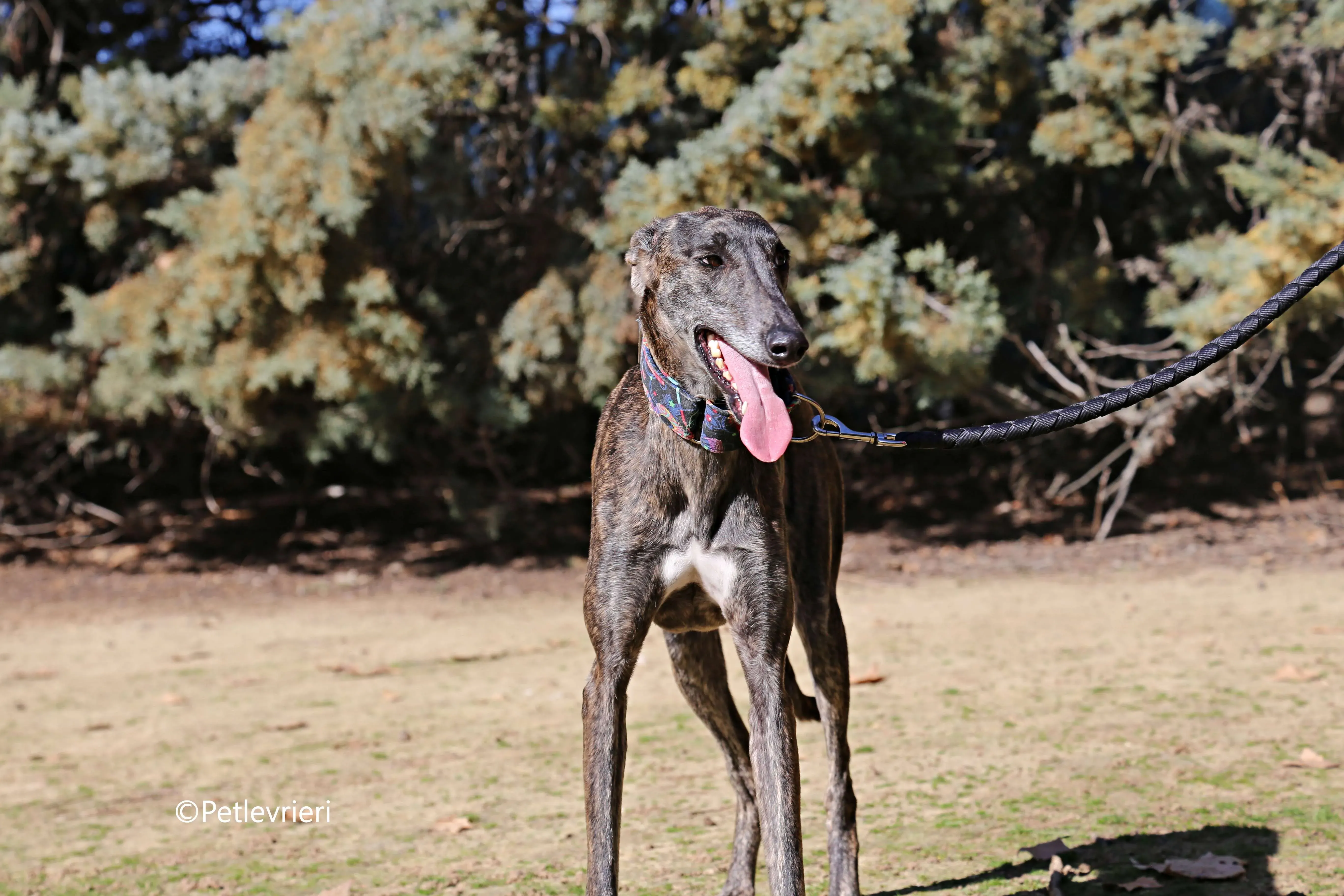 camino adozione pet levrieri galgo 6 2