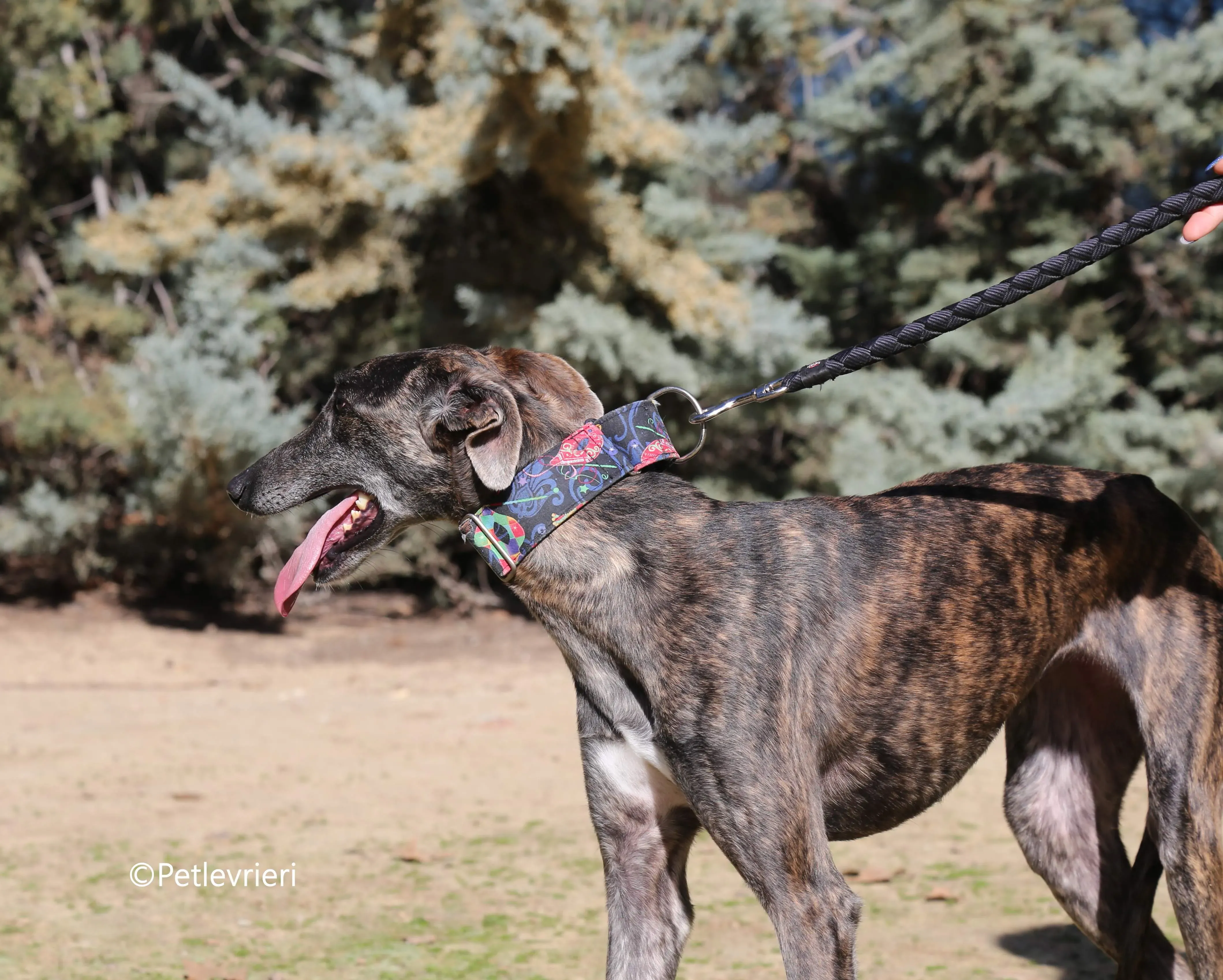 camino adozione pet levrieri galgo 7 1