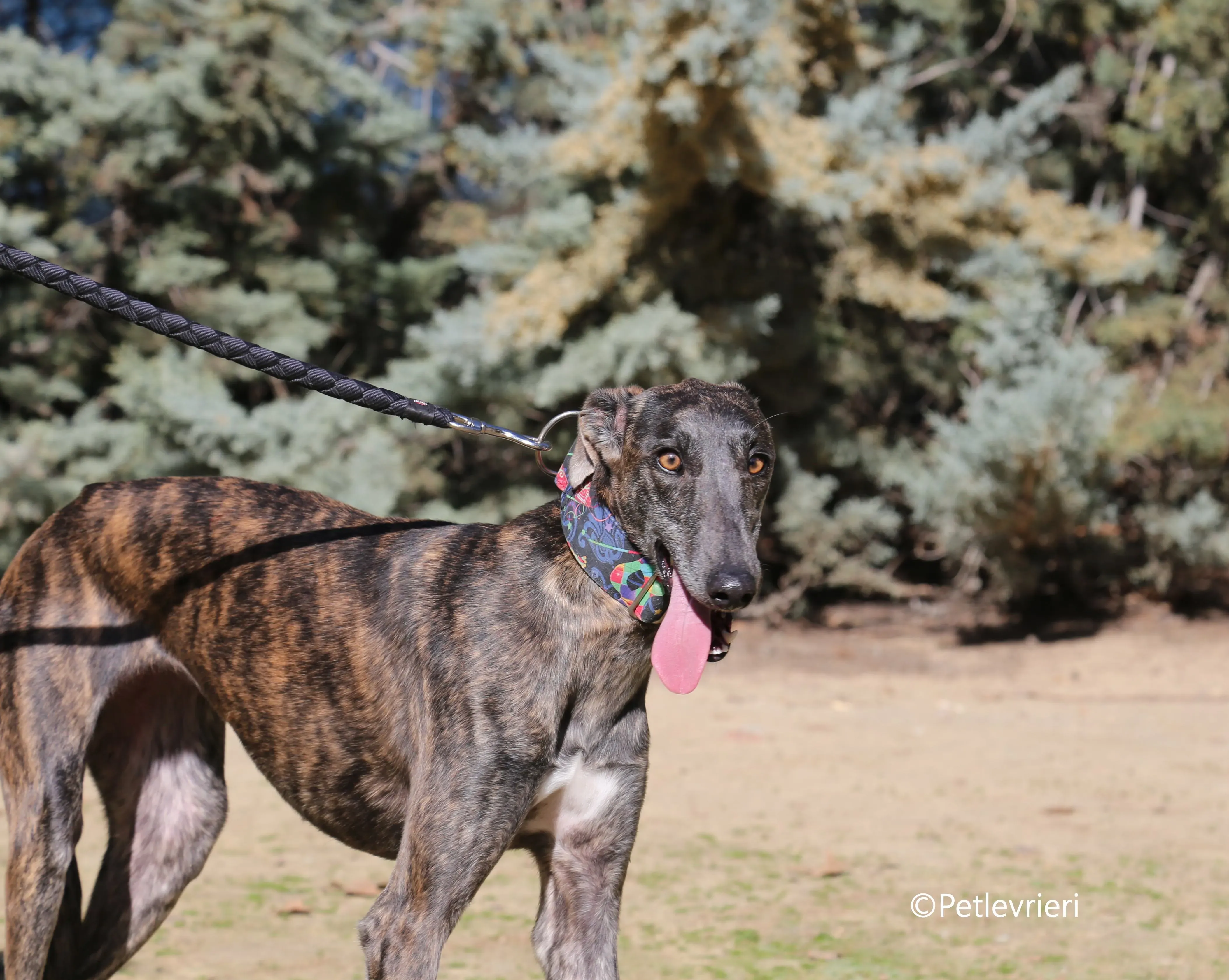 camino adozione pet levrieri galgo 8 1