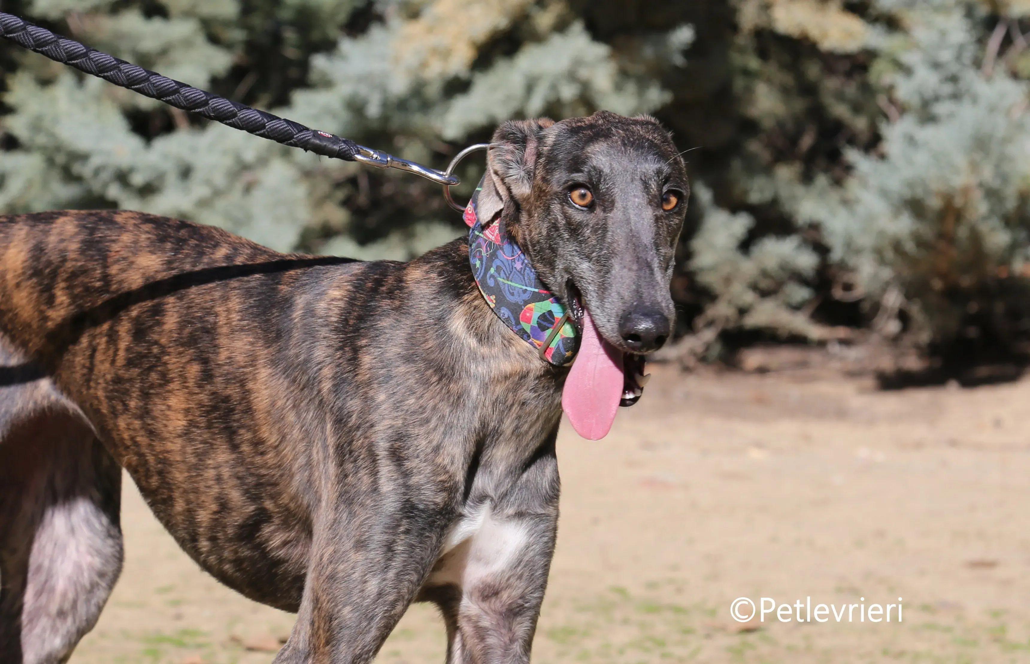 camino adozione pet levrieri galgo 9 1