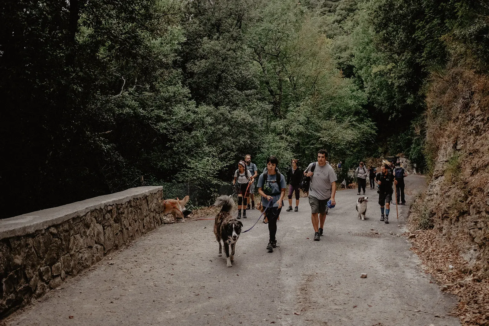 camminoperglianimali foto di federica cavicchi 3