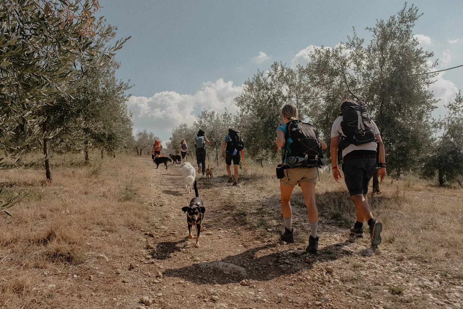 camminoperglianimali foto di federica cavicchi 4