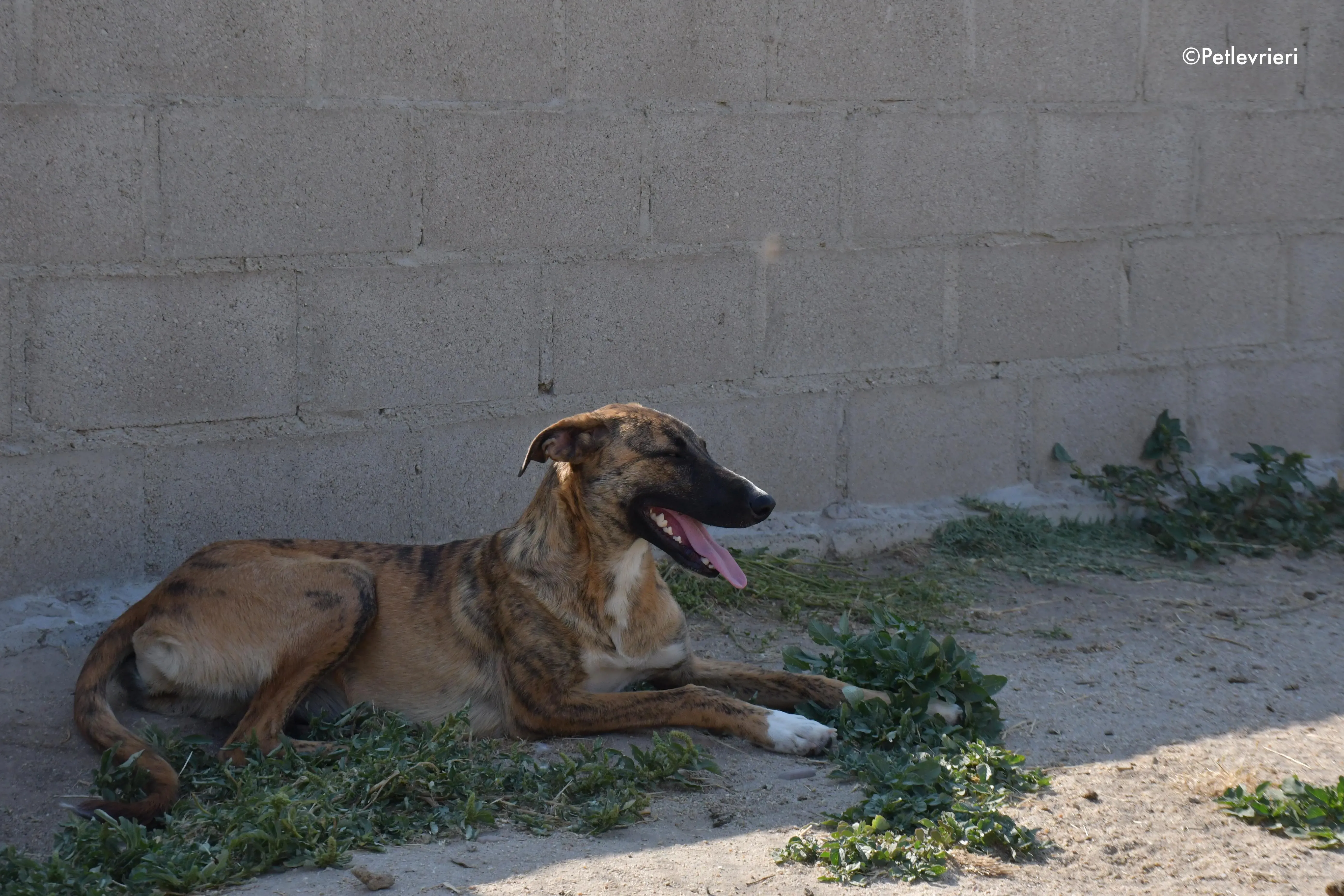 campa adozione levrieri galgo 1