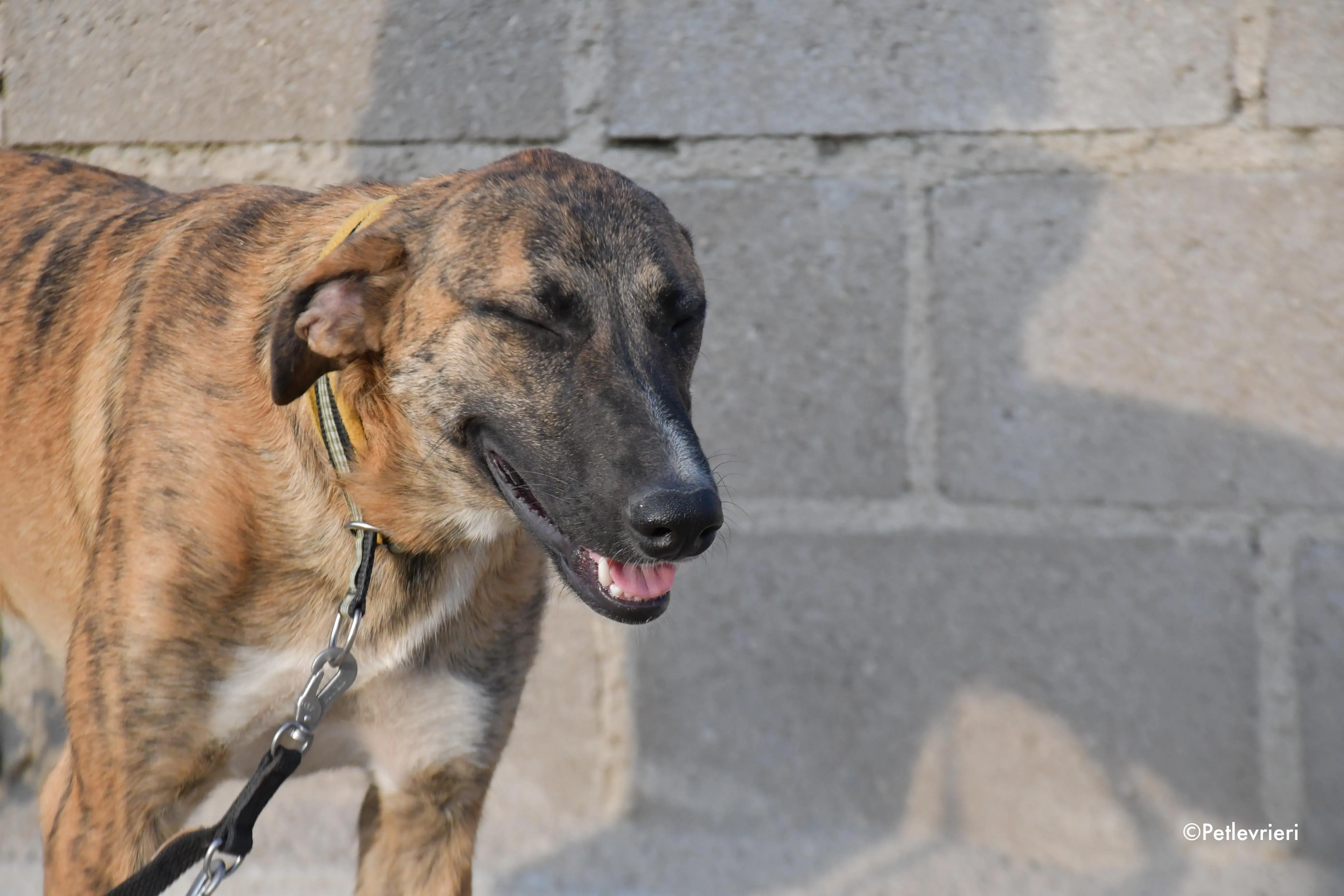 campa adozione levrieri galgo 10