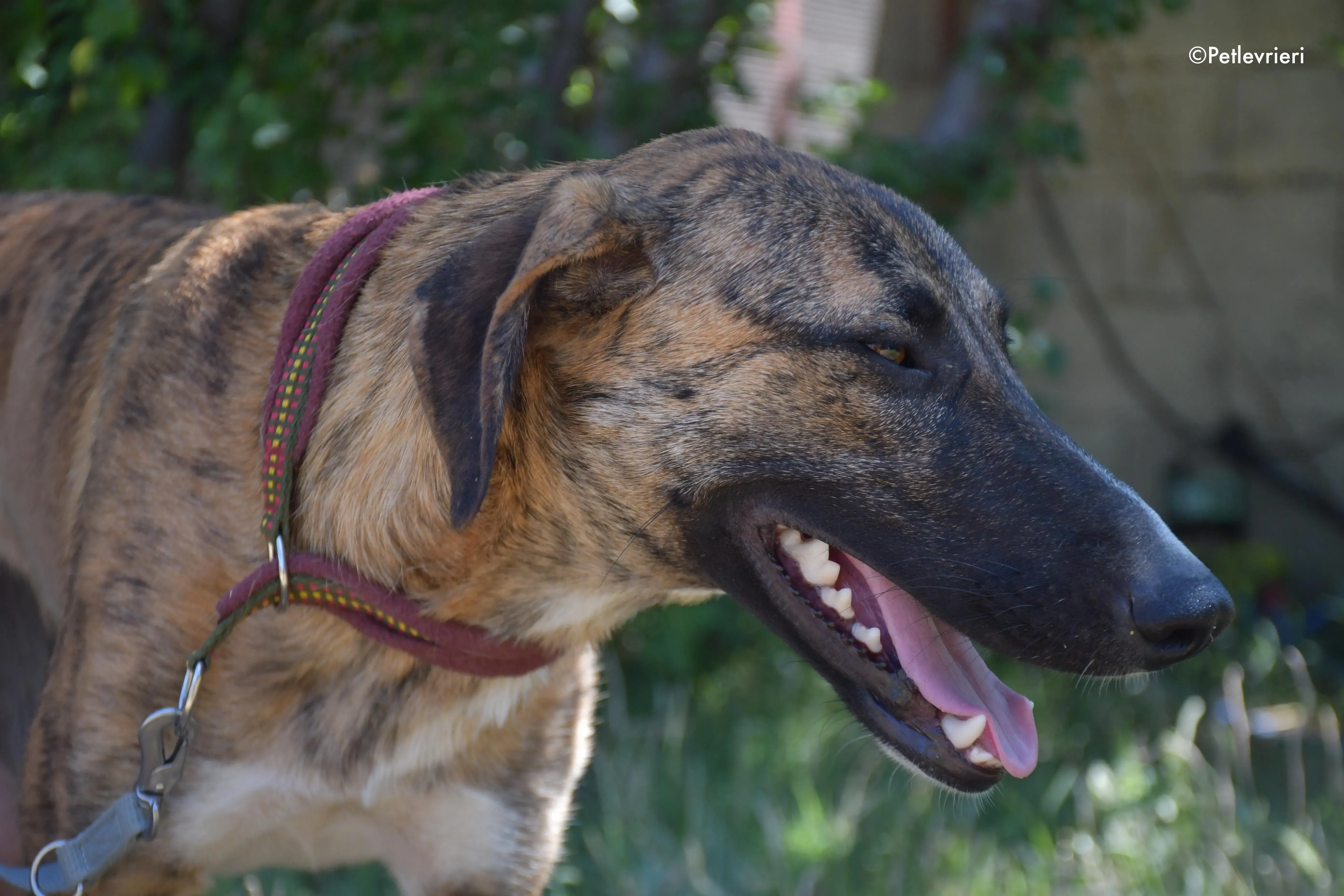 campa adozione levrieri galgo 11