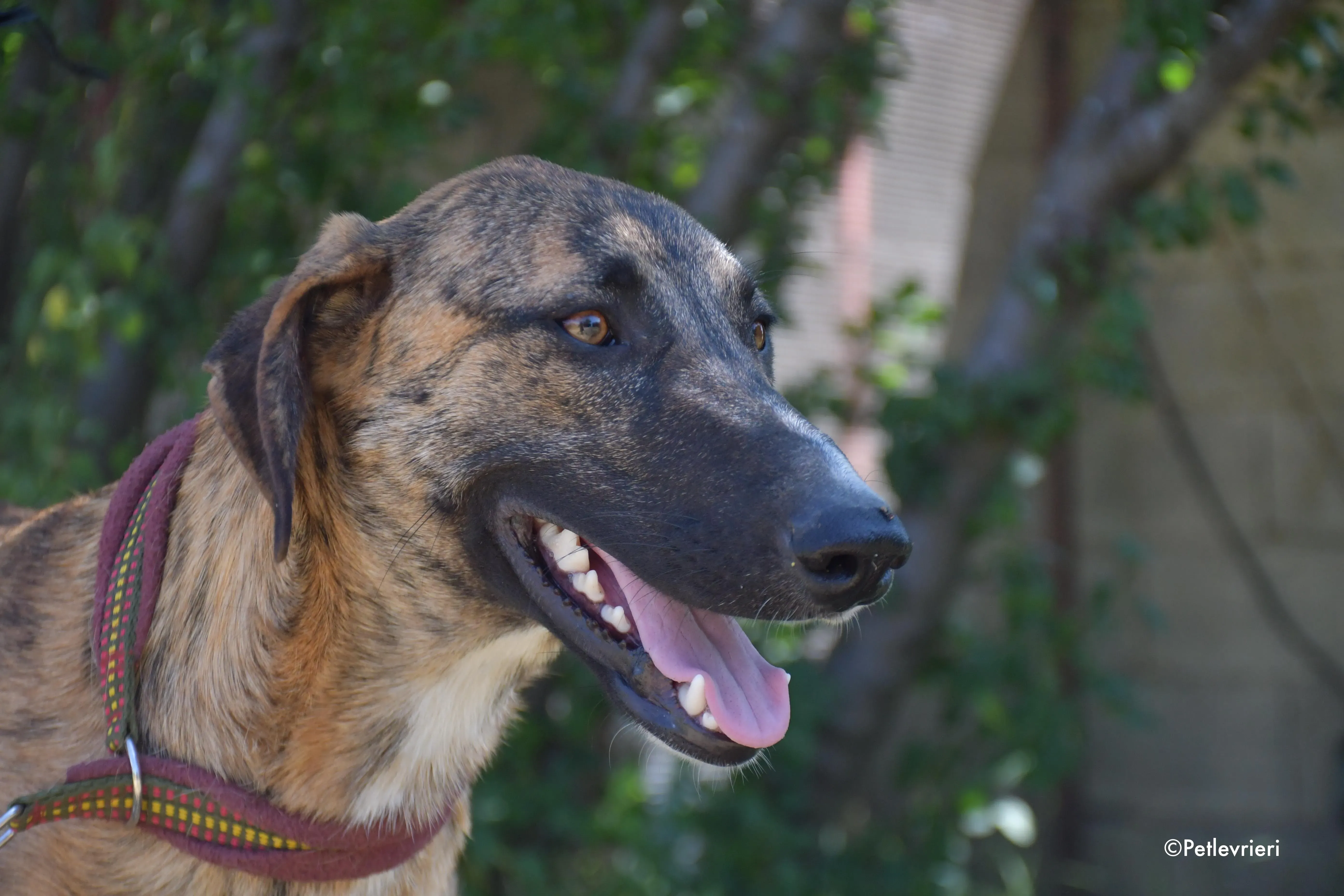 campa adozione levrieri galgo 12