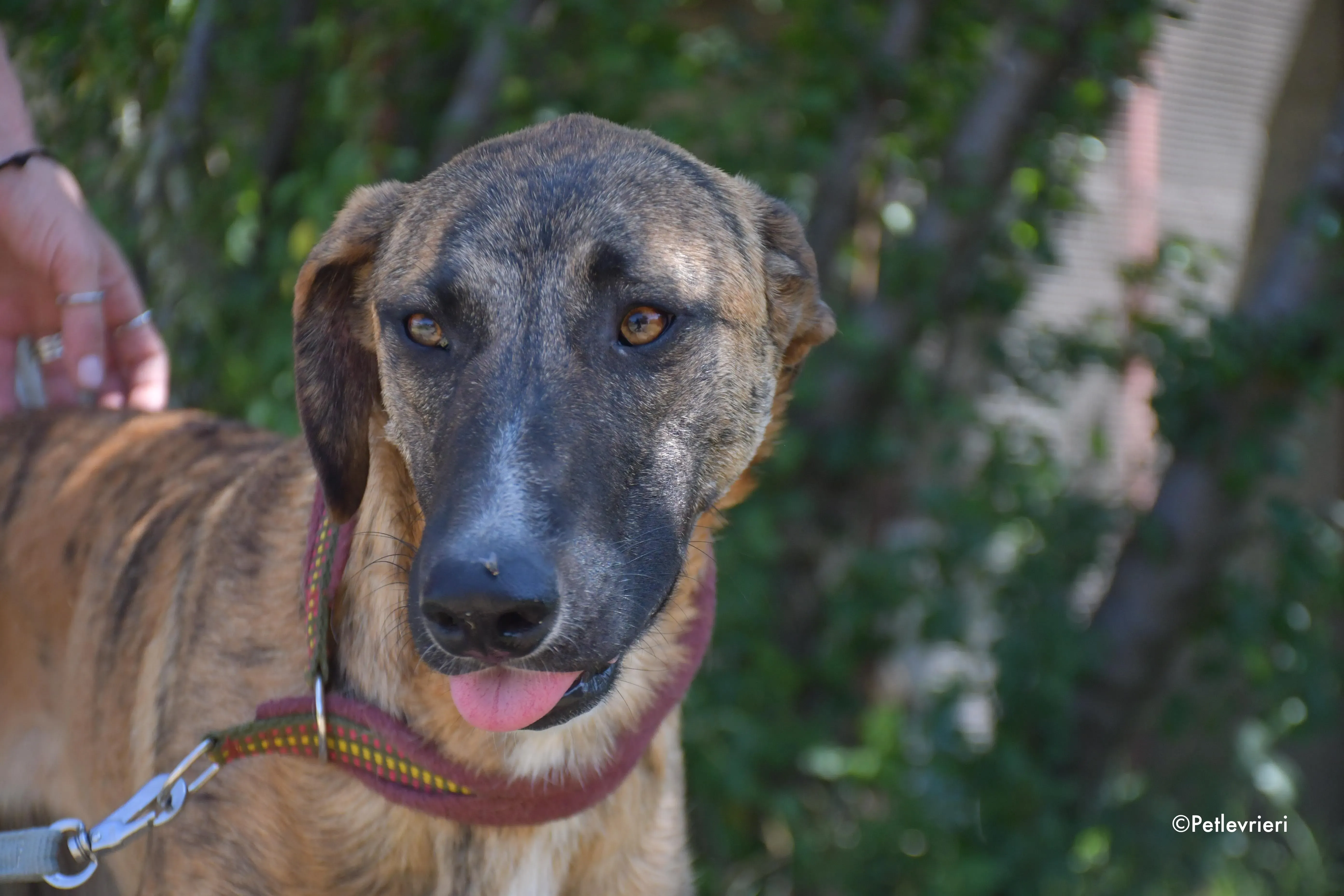 campa adozione levrieri galgo 13