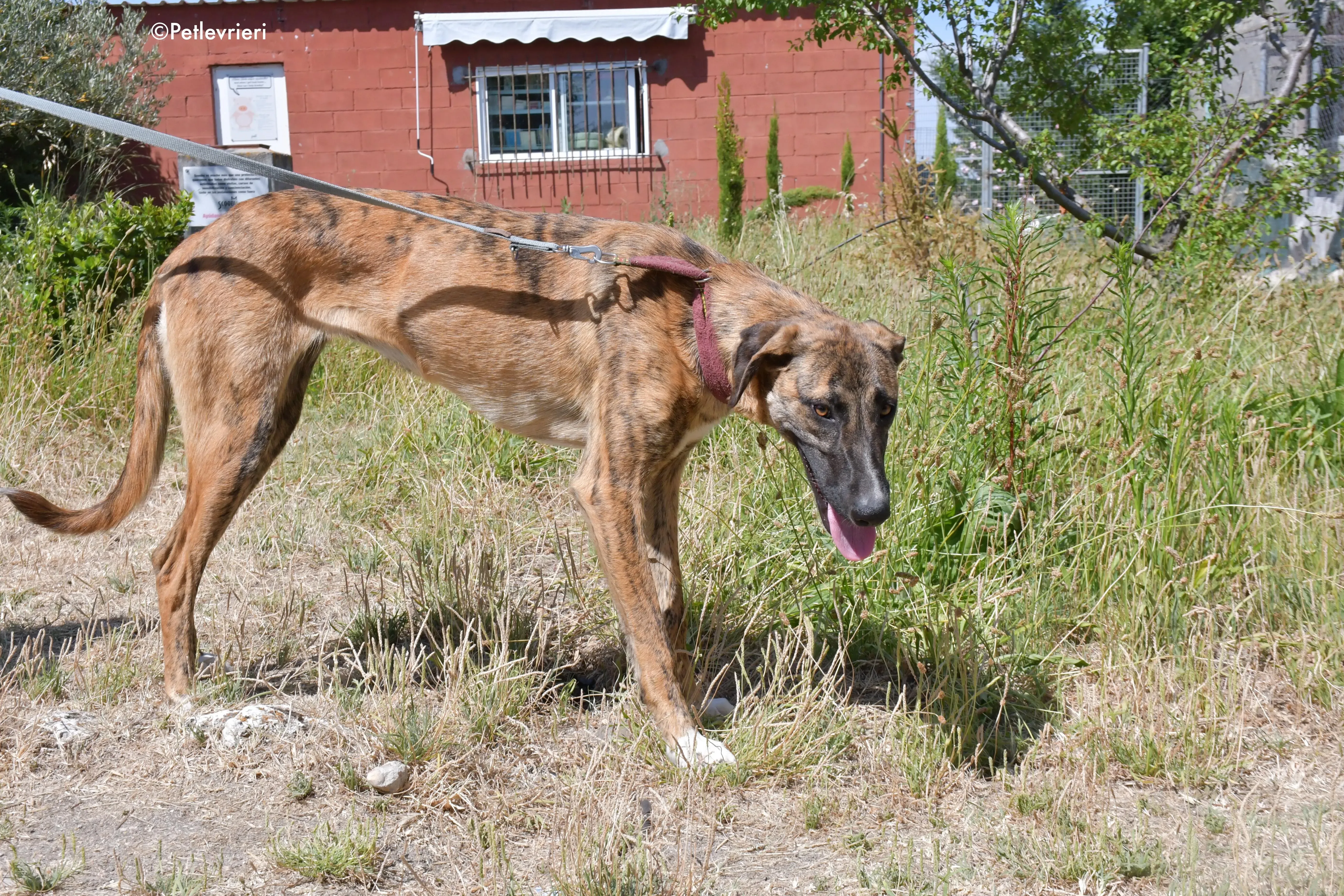 campa adozione levrieri galgo 14