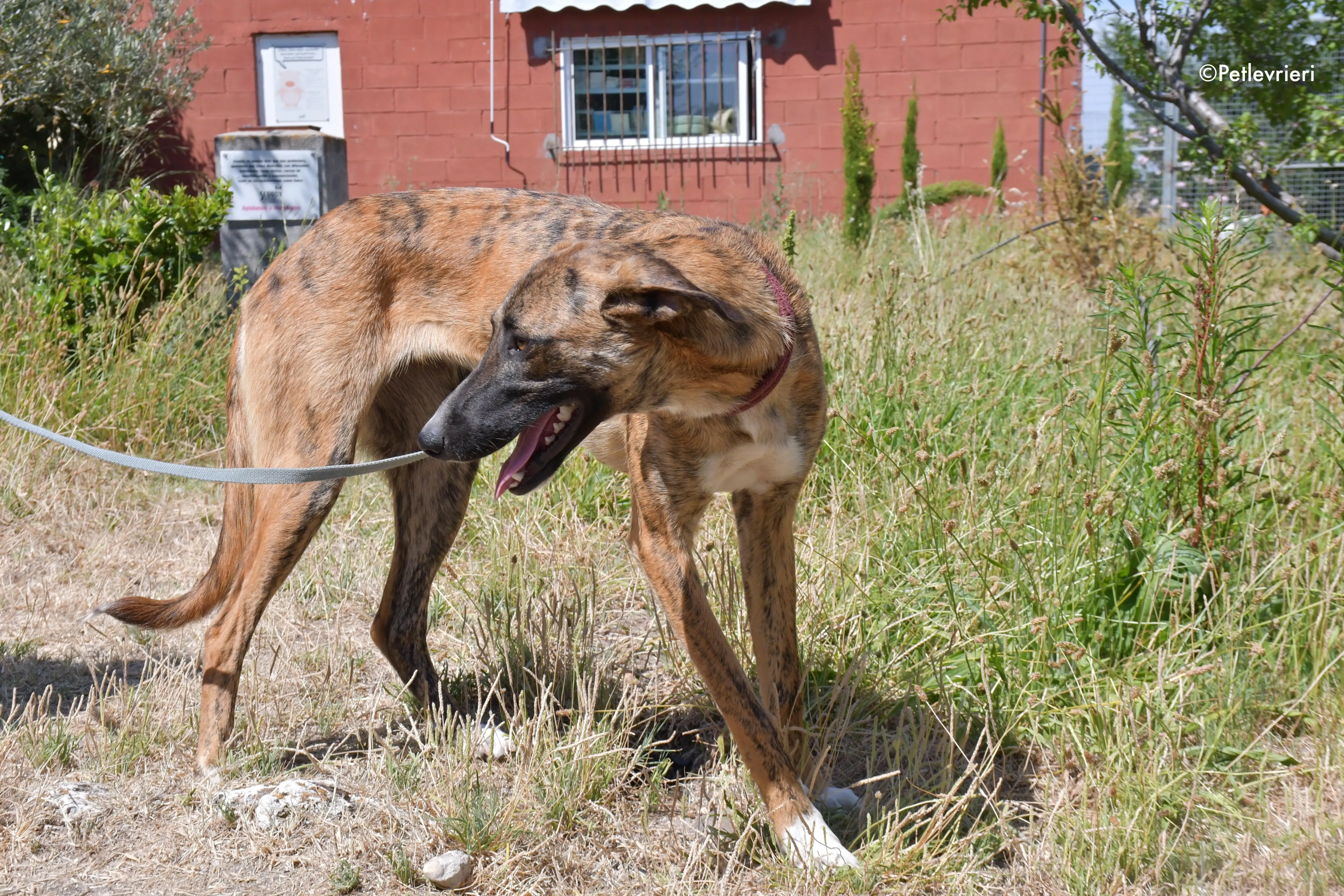 campa adozione levrieri galgo 15