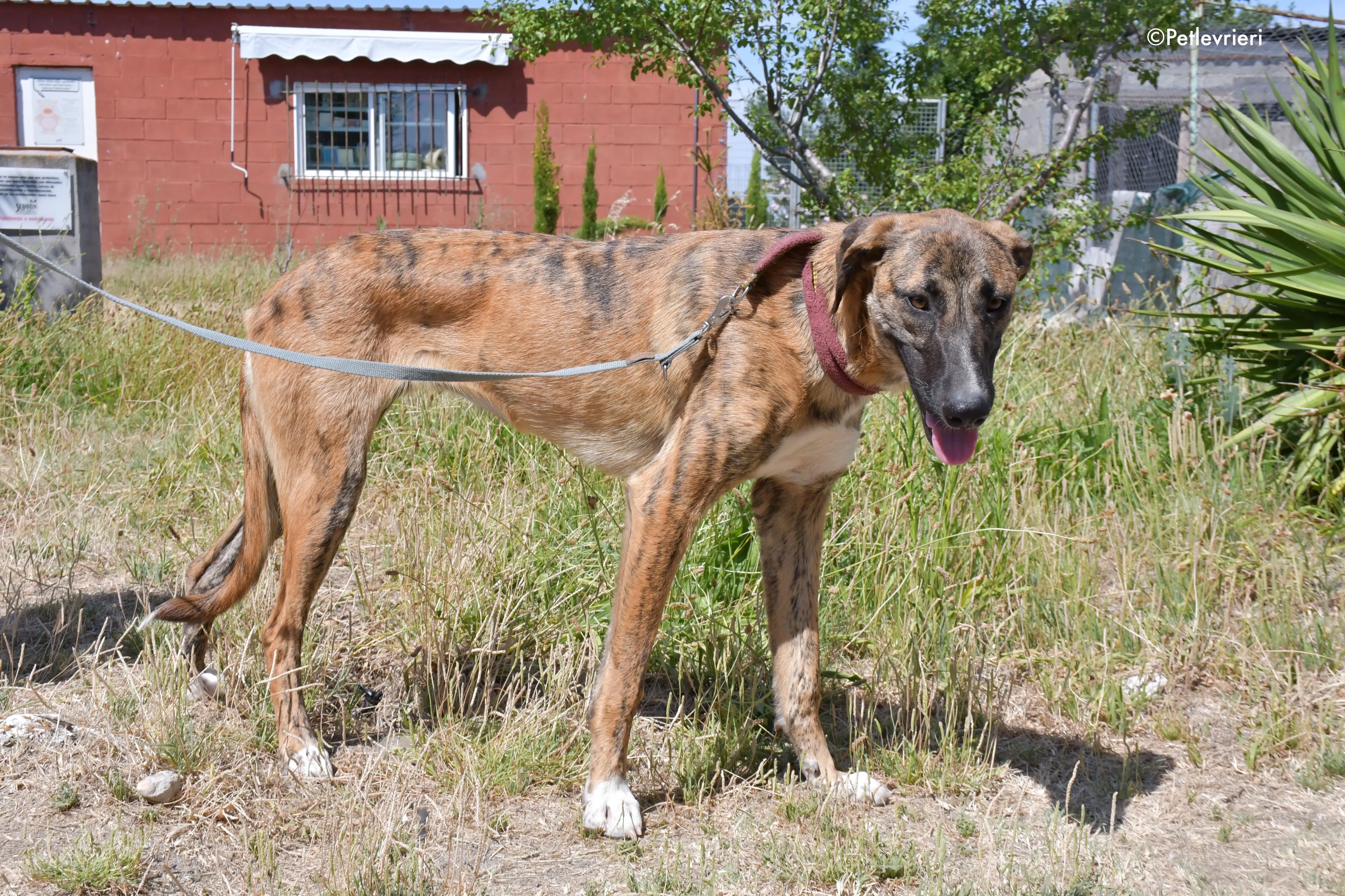 campa adozione levrieri galgo 16