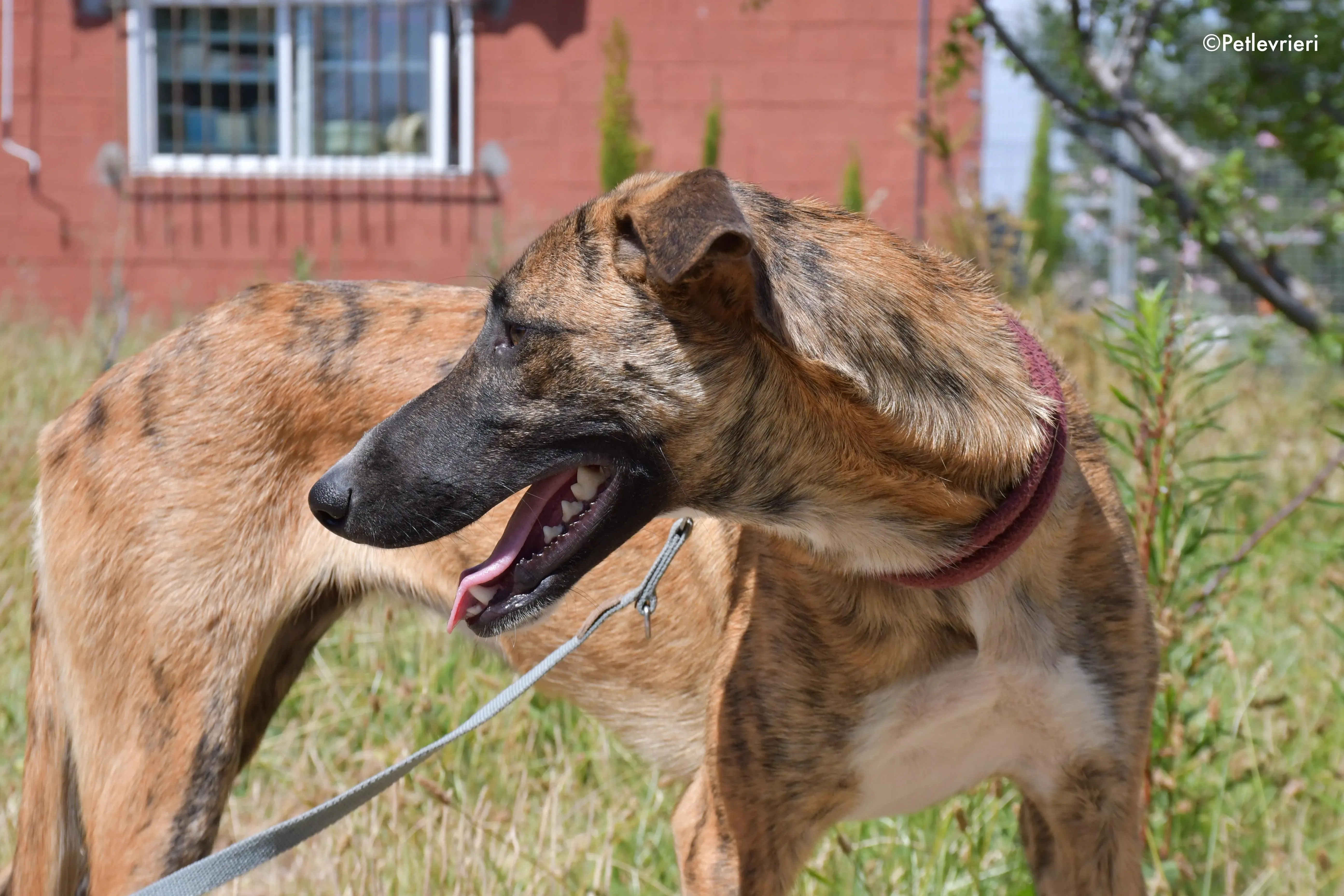campa adozione levrieri galgo 17