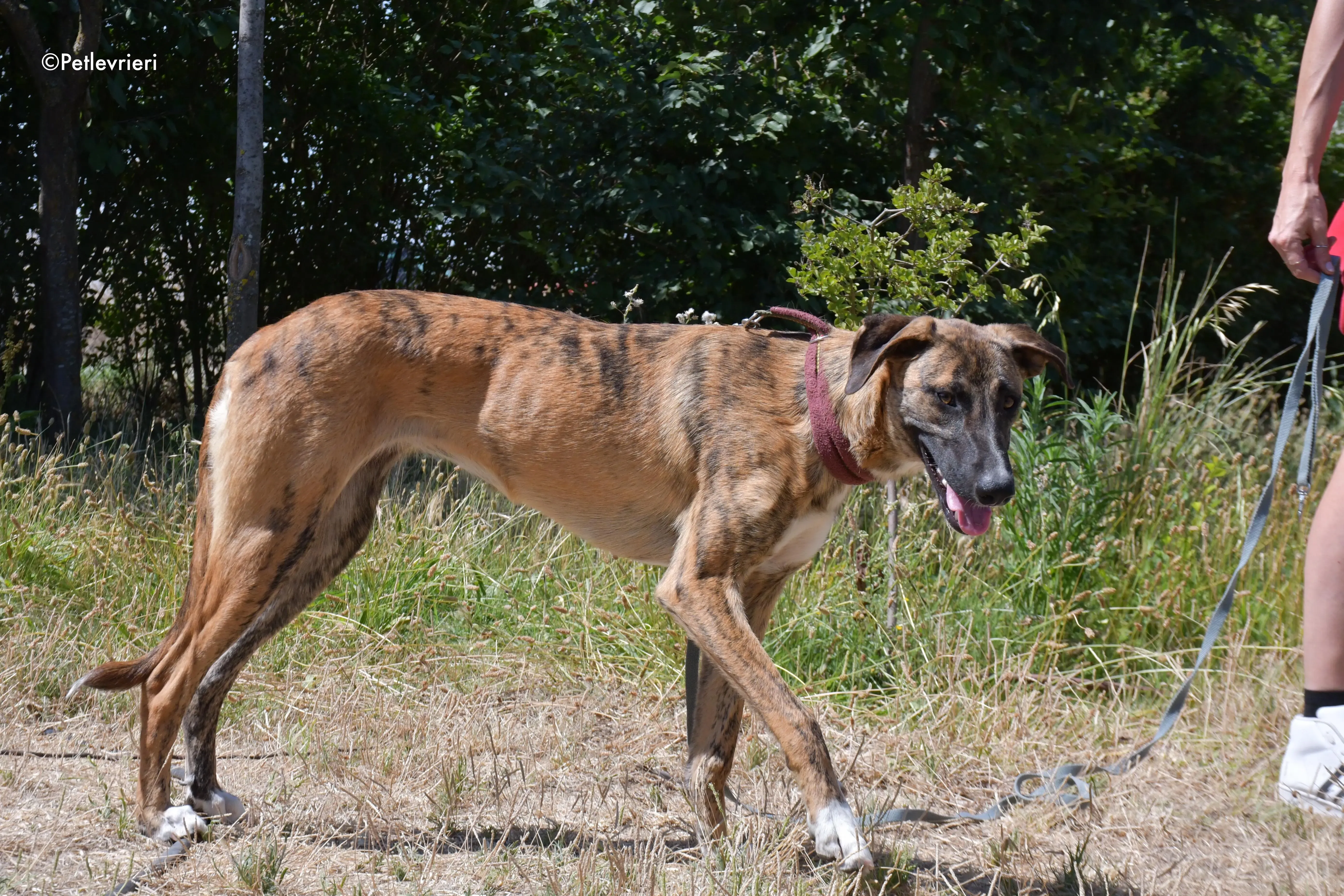 campa adozione levrieri galgo 18