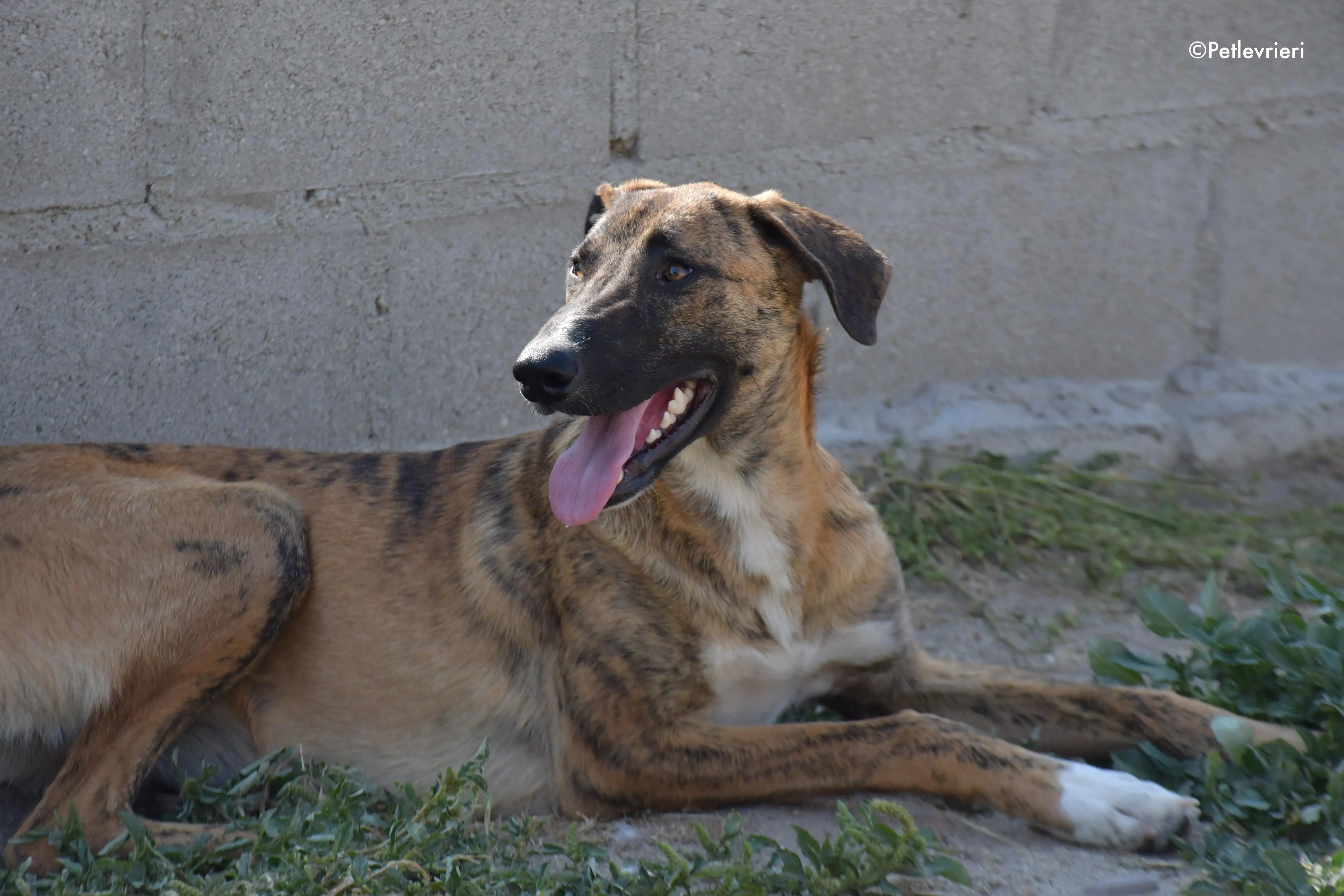 campa adozione levrieri galgo 2