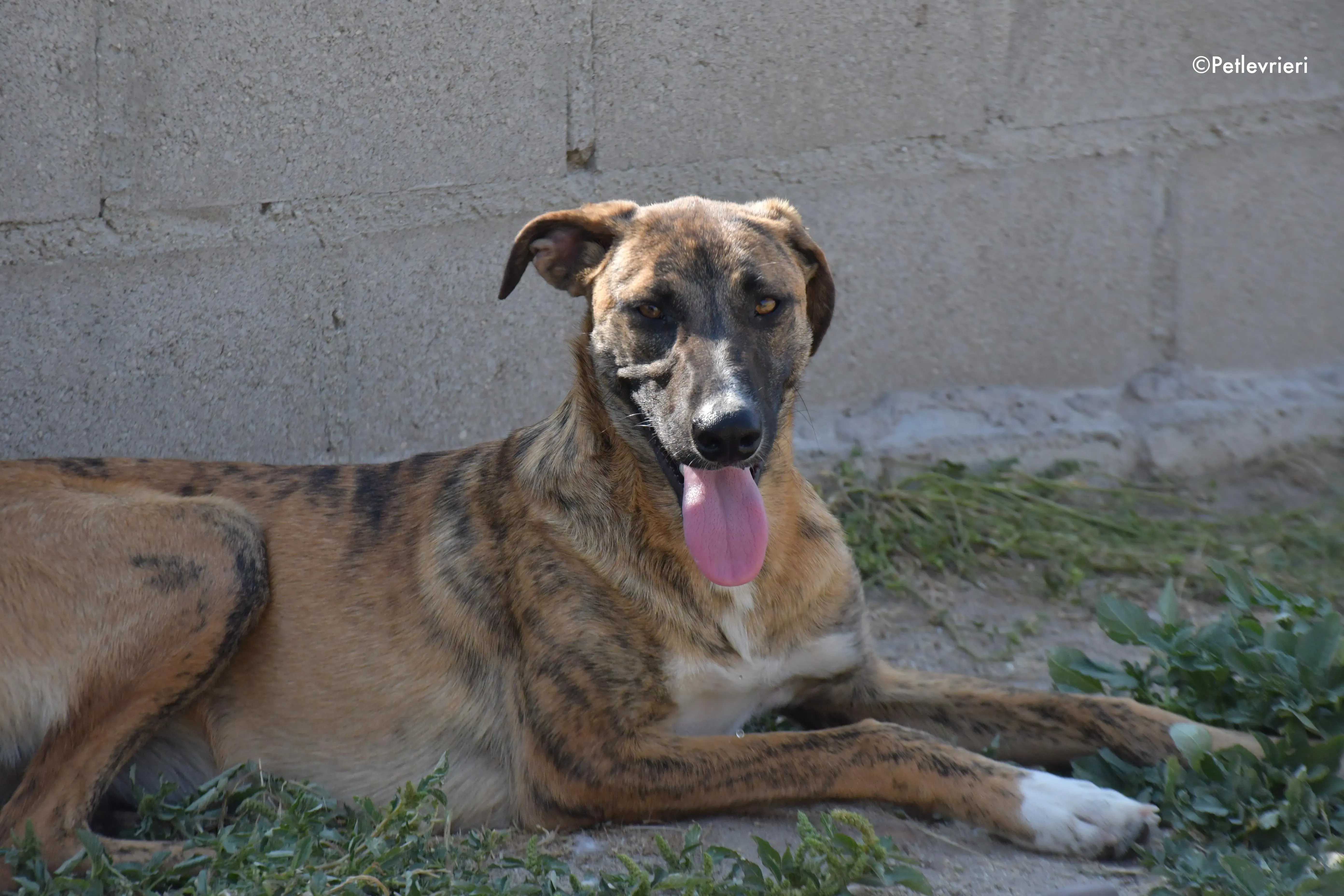 campa adozione levrieri galgo 3