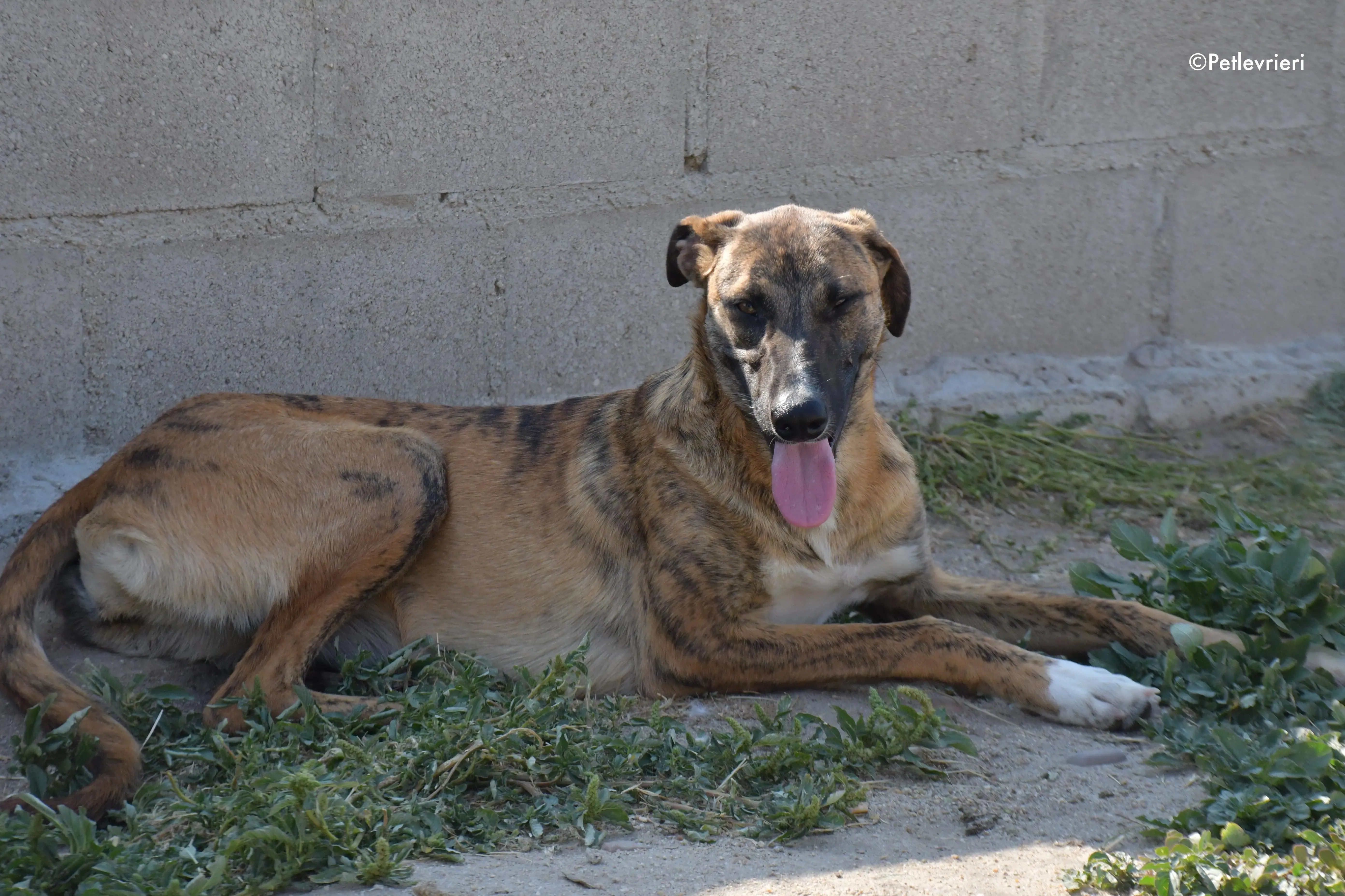 campa adozione levrieri galgo 4