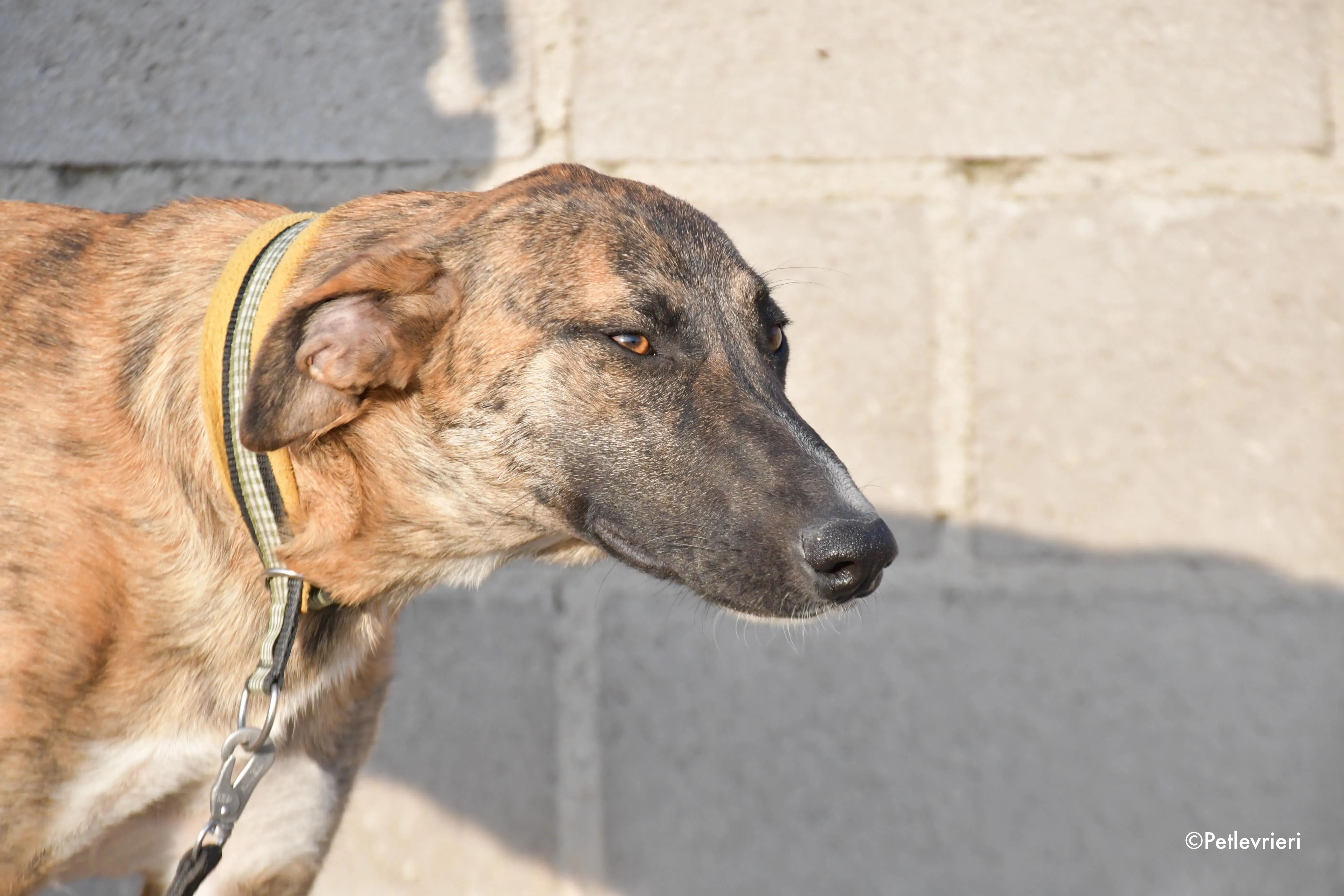 campa adozione levrieri galgo 5