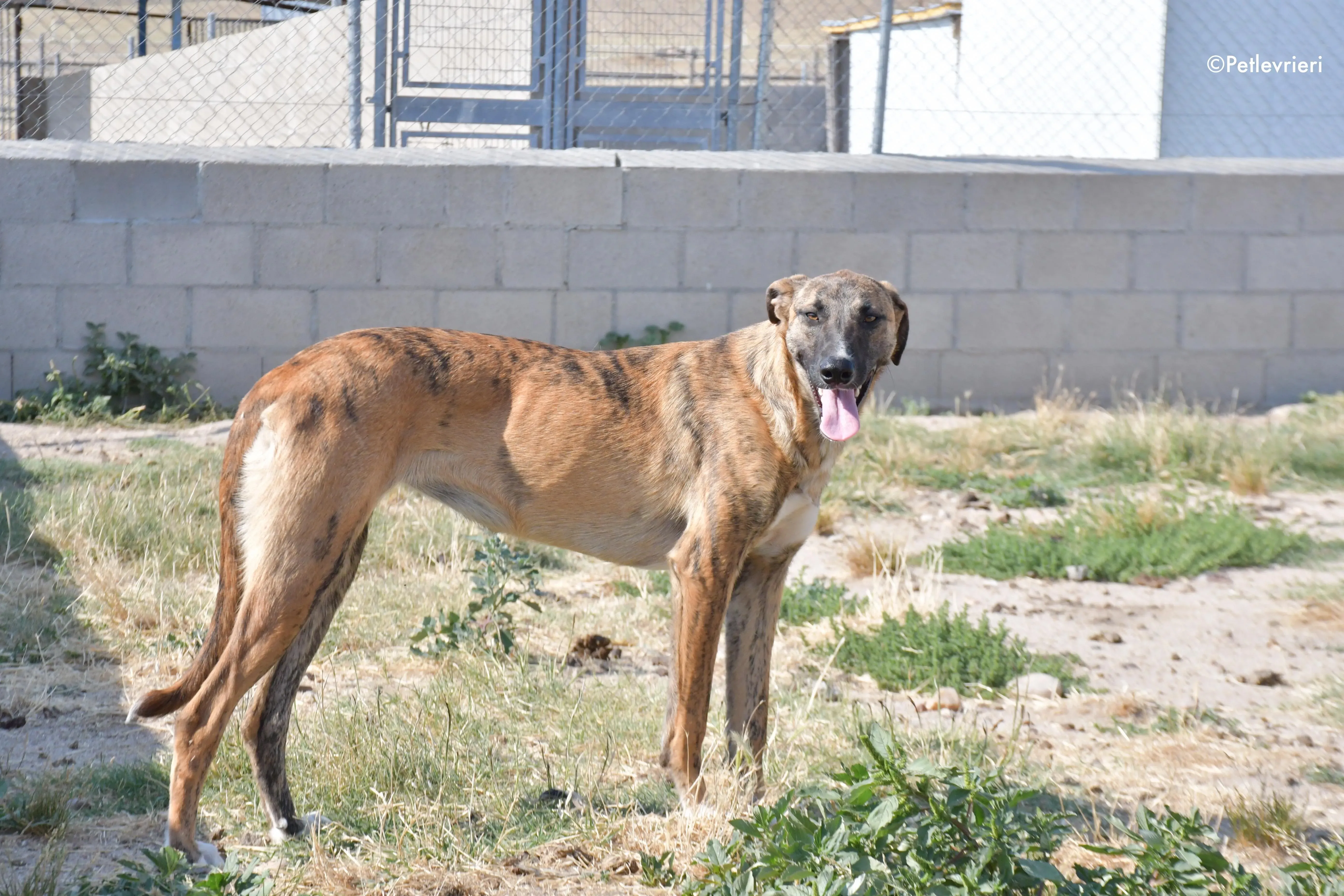 campa adozione levrieri galgo 6