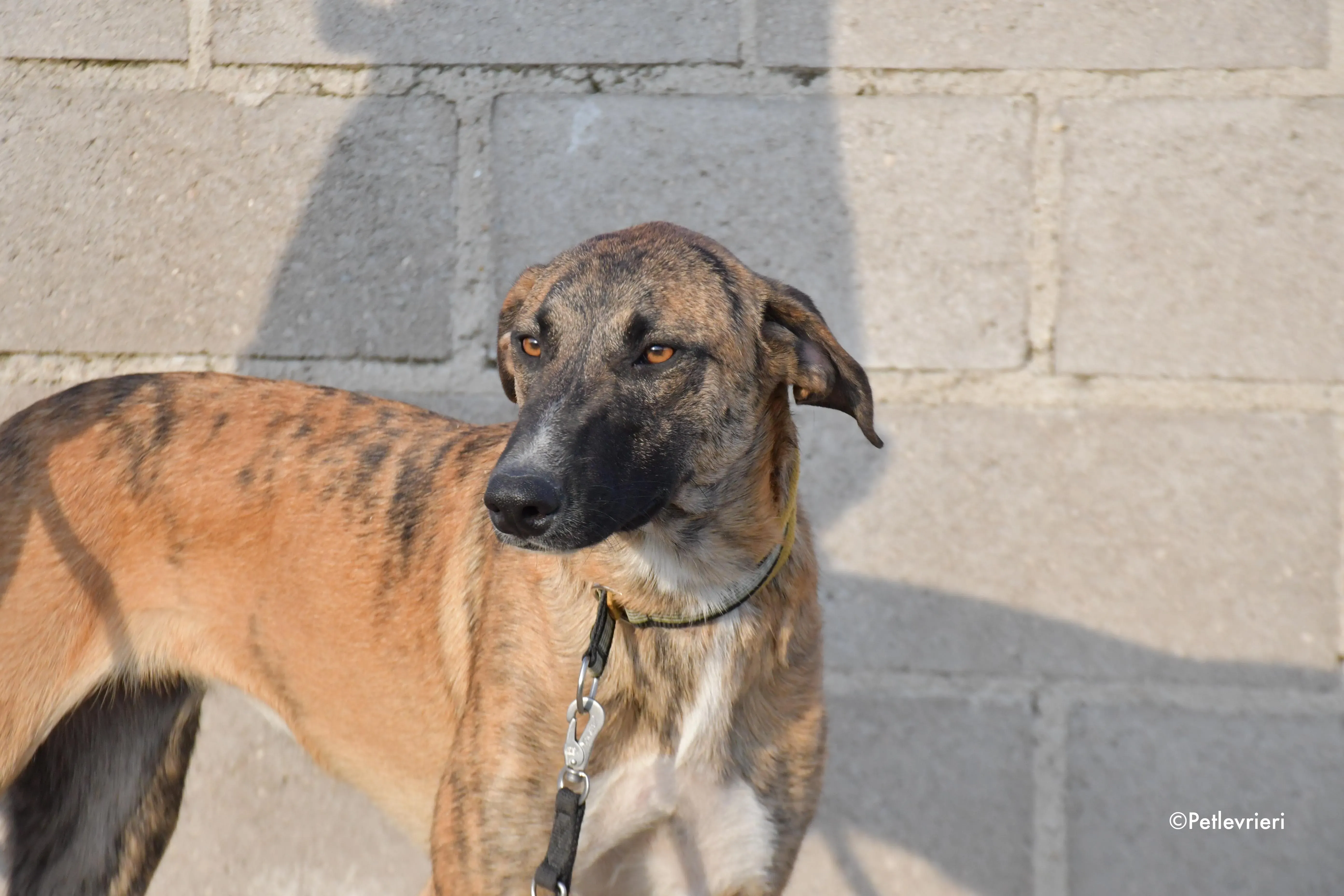 campa adozione levrieri galgo 7