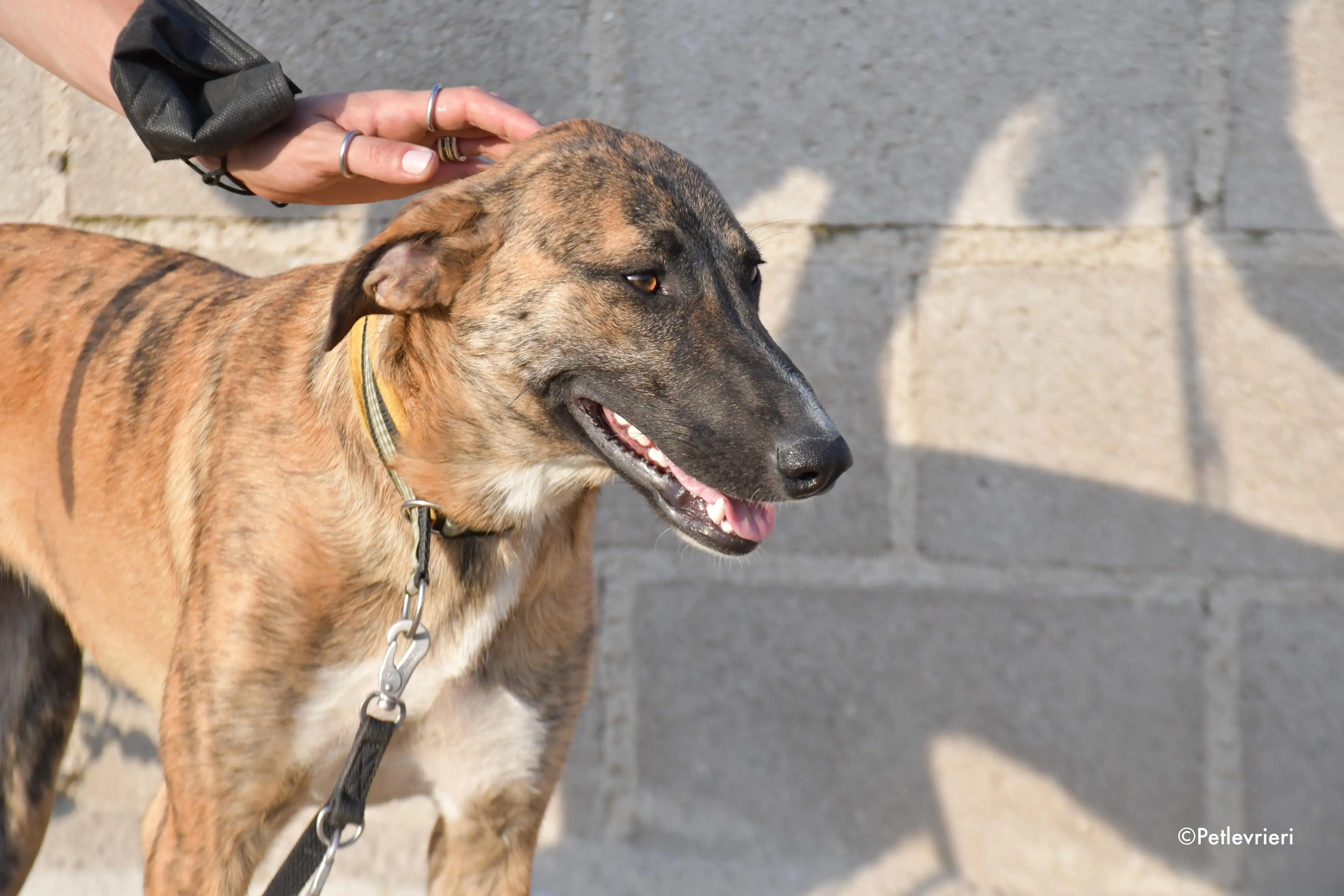 campa adozione levrieri galgo 8