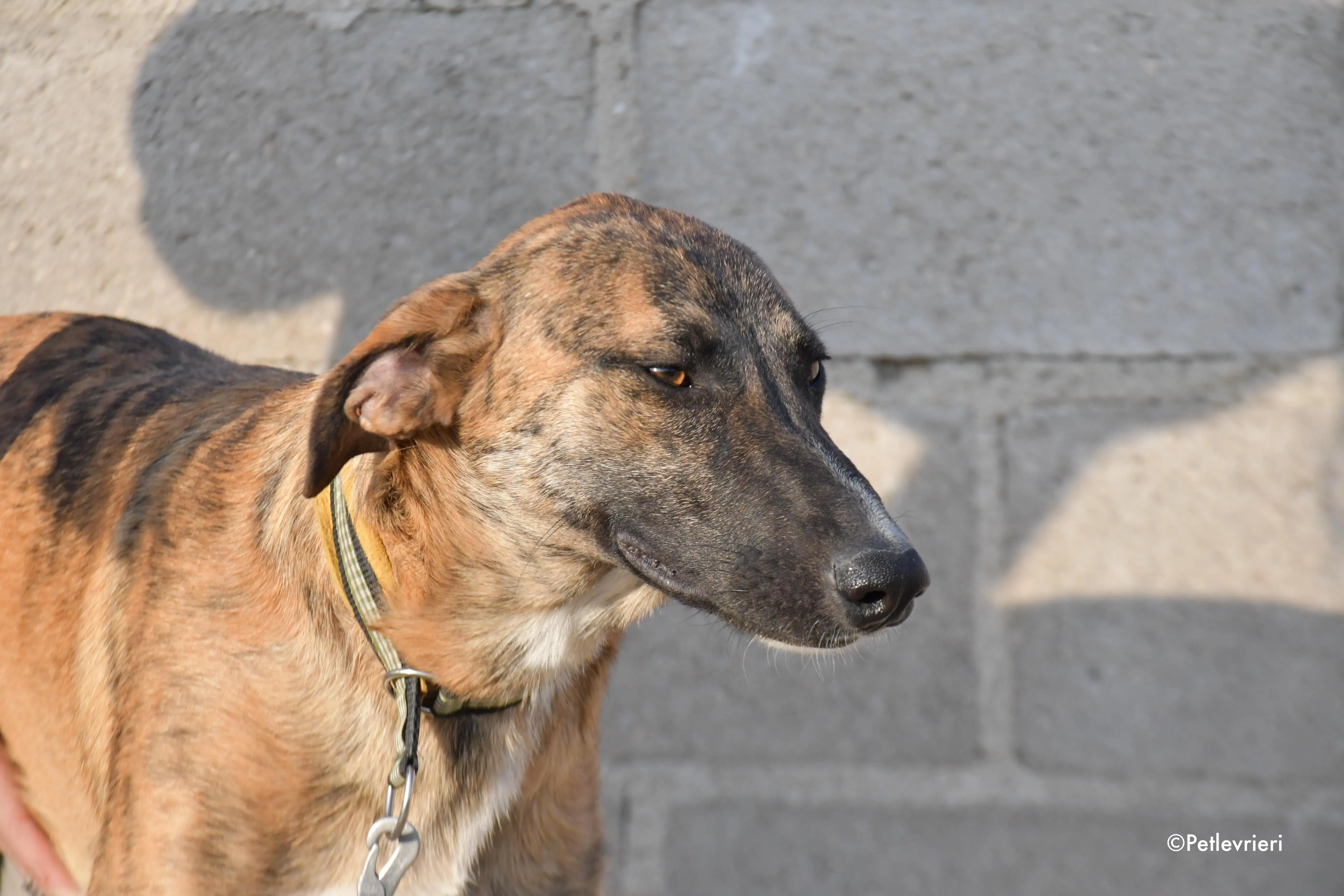 campa adozione levrieri galgo 9