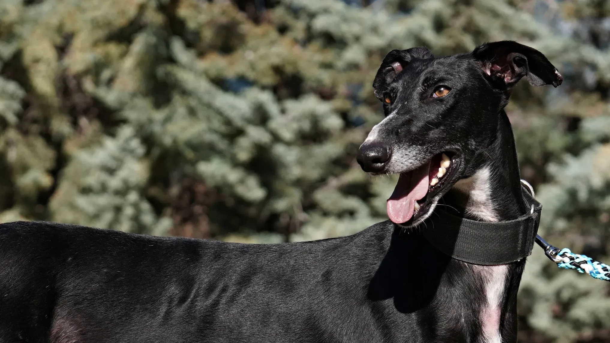 campano 01 copertina profilo