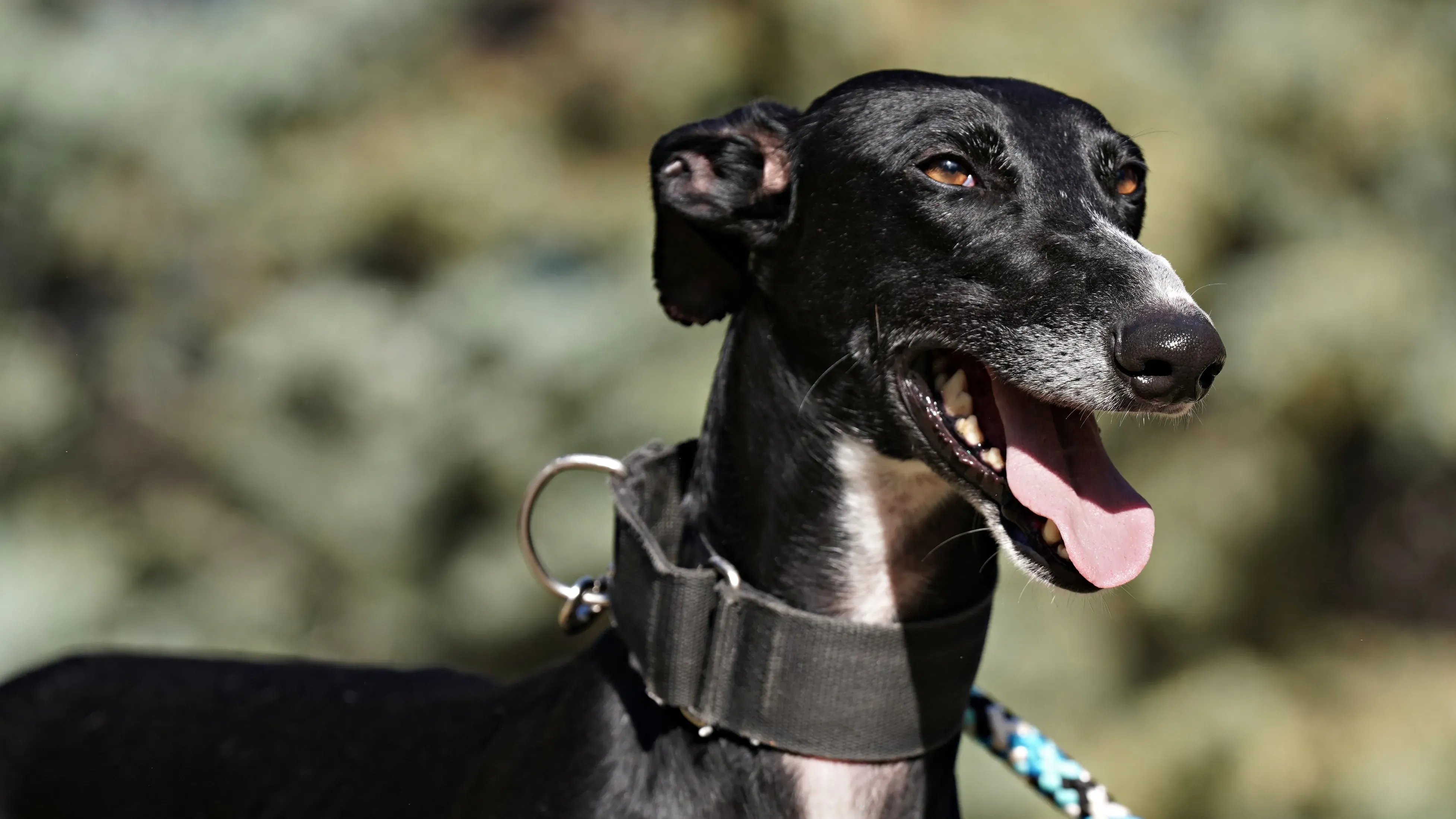 campano 02copertina profilo