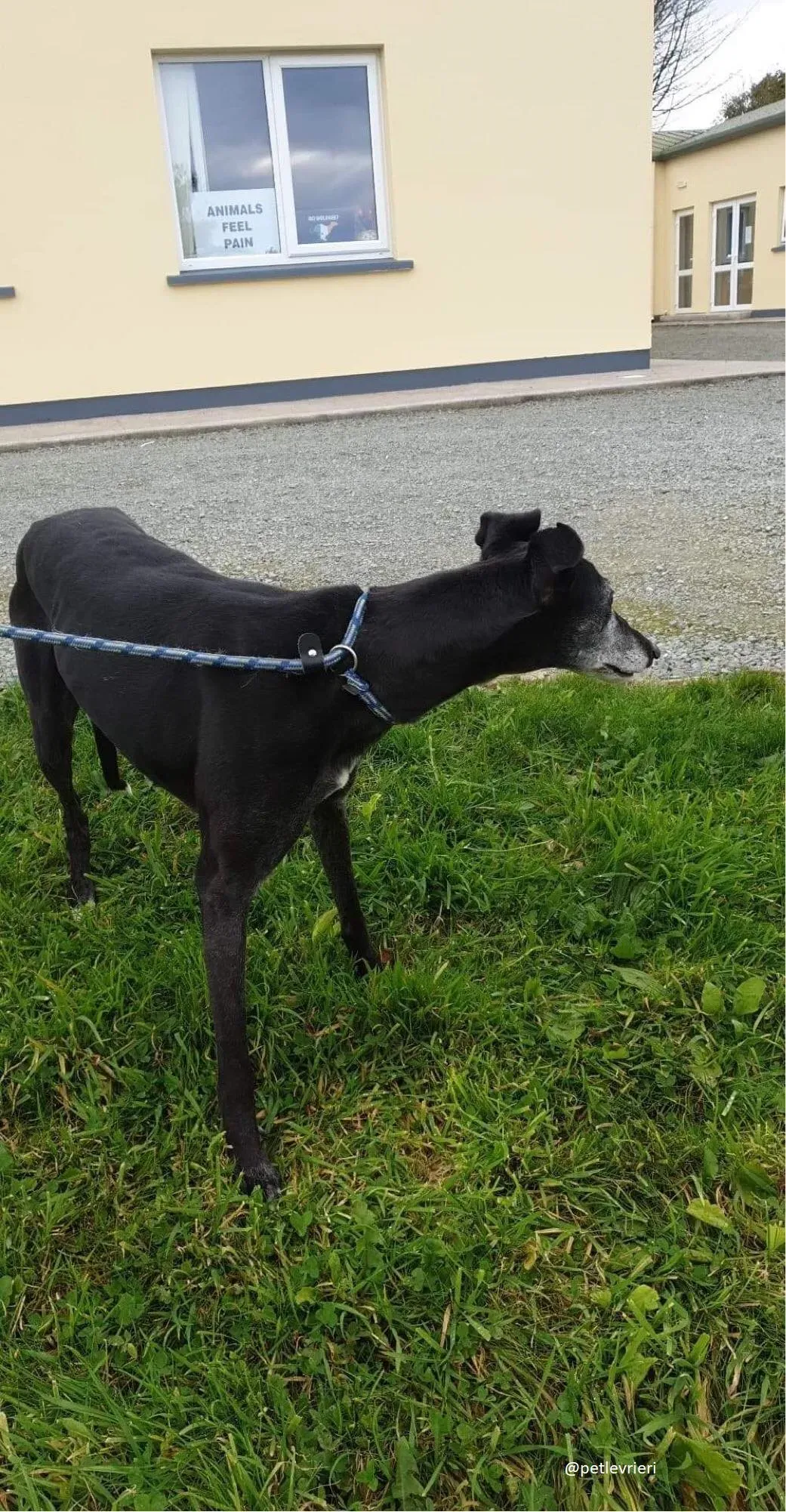 candy adozione greyhound 1