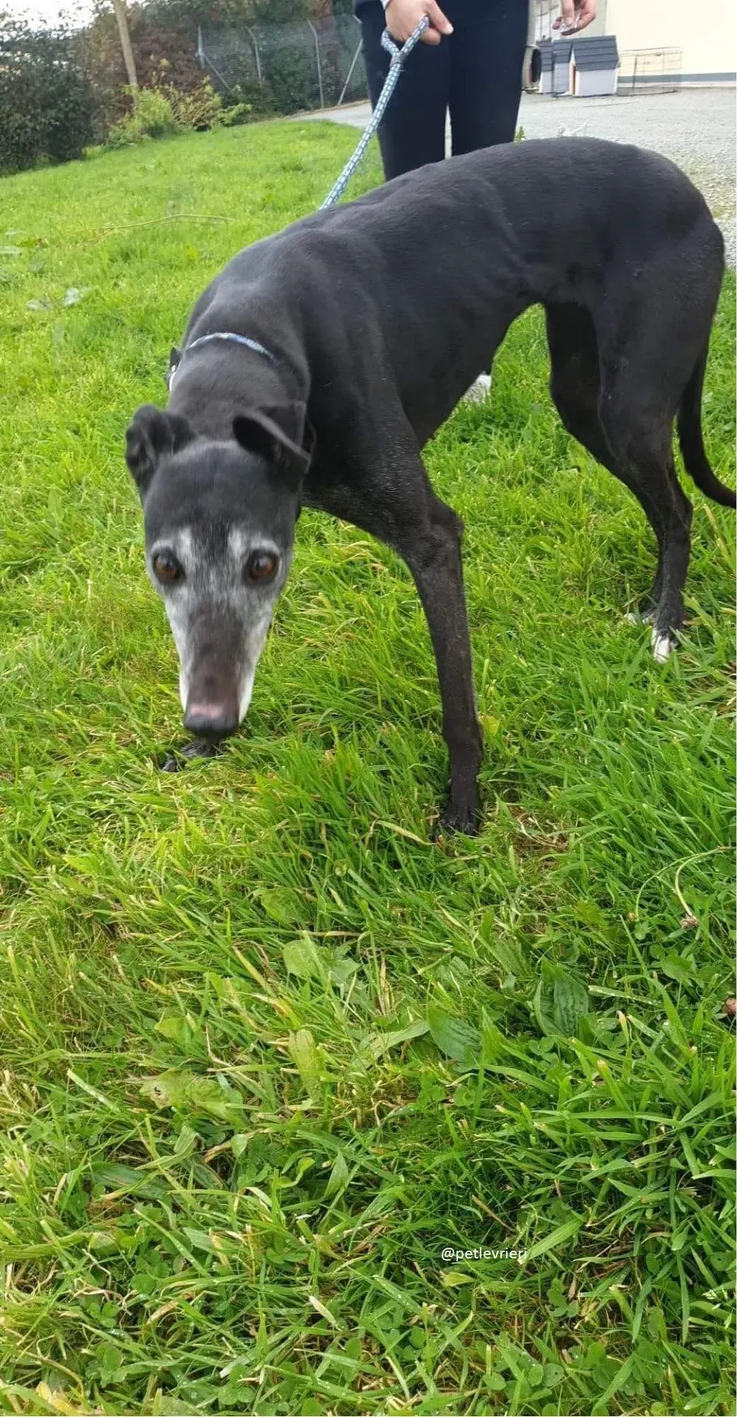 candy adozione greyhound 2