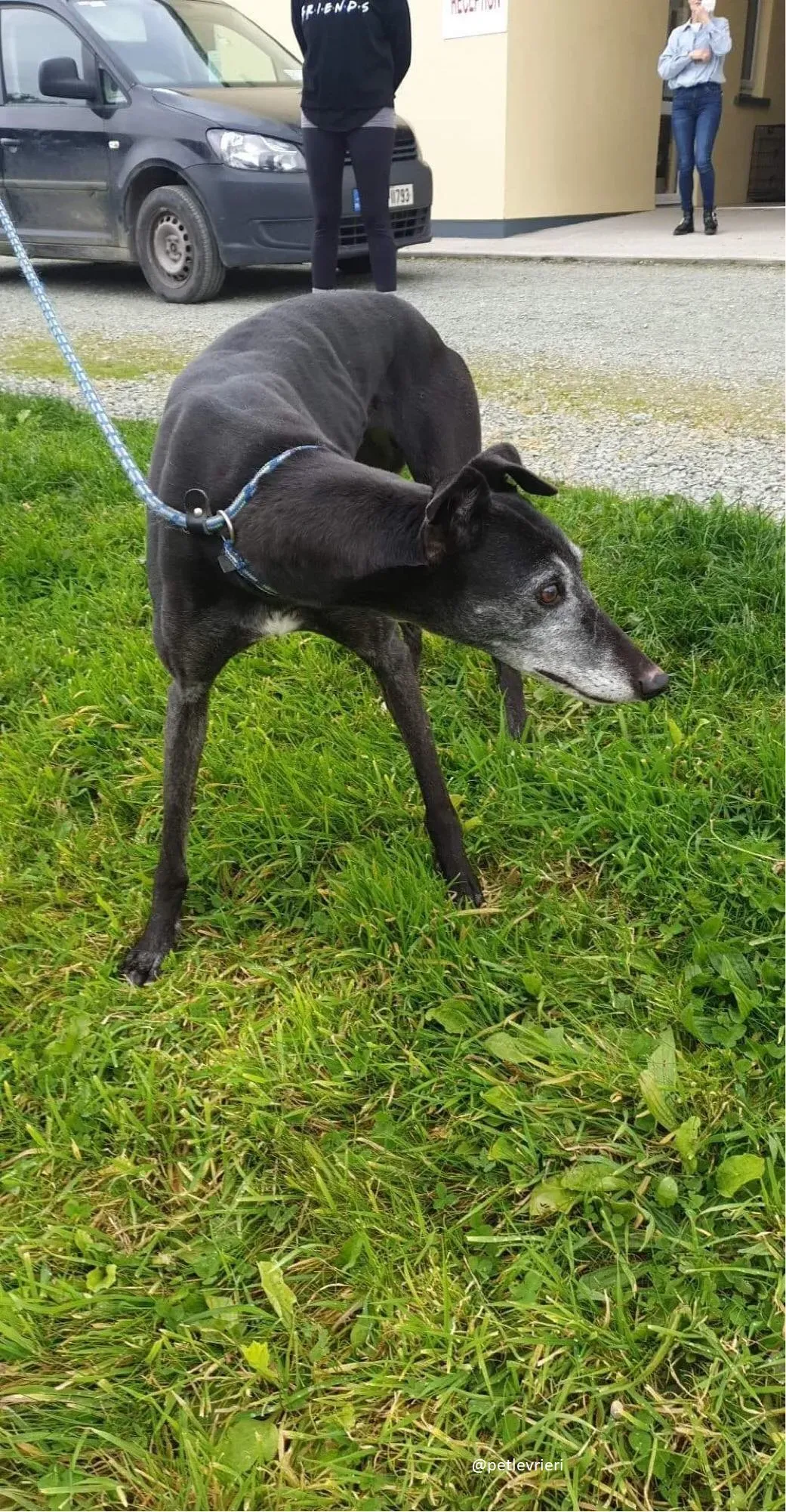 candy adozione greyhound 3