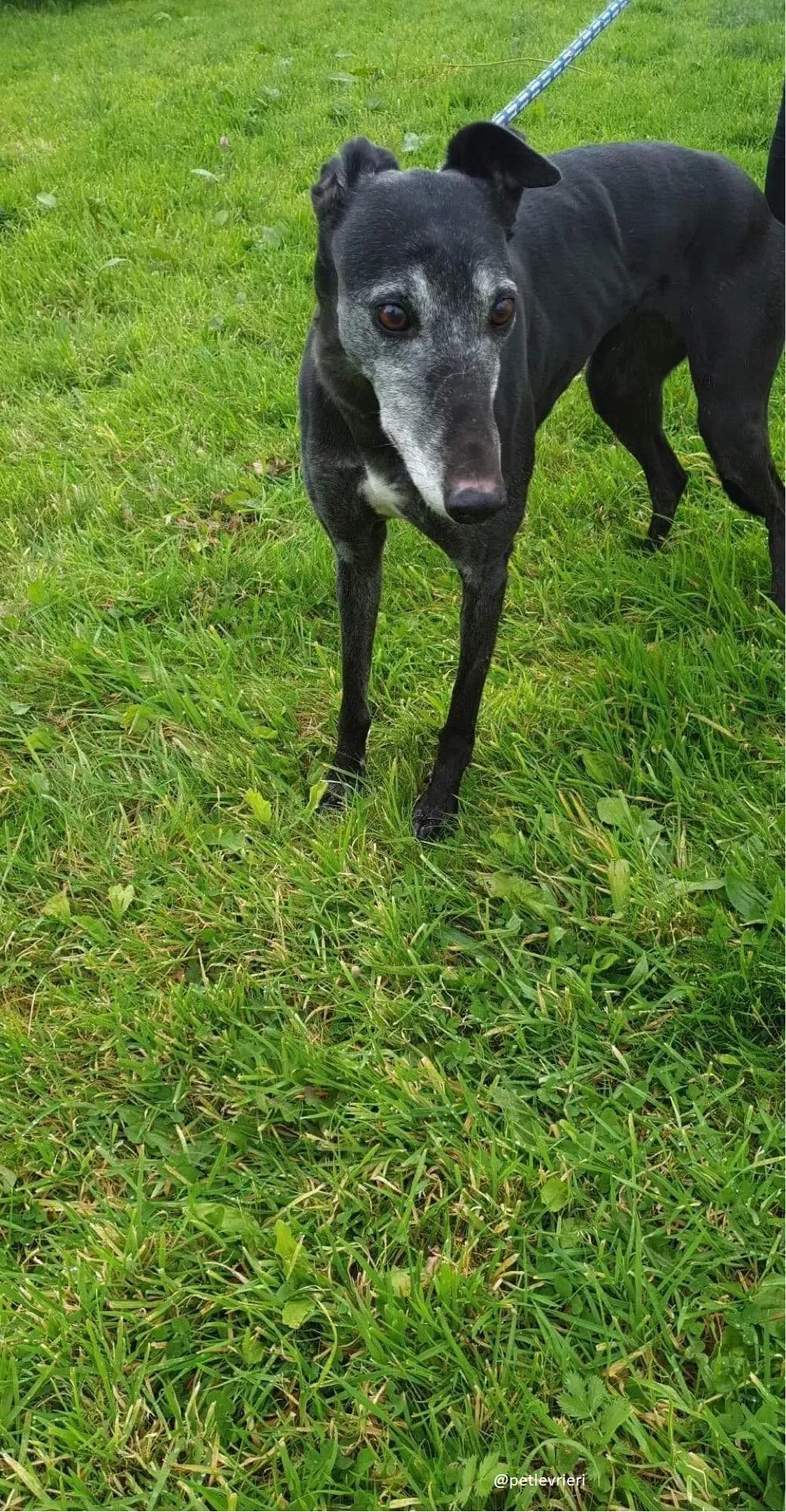candy adozione greyhound 4